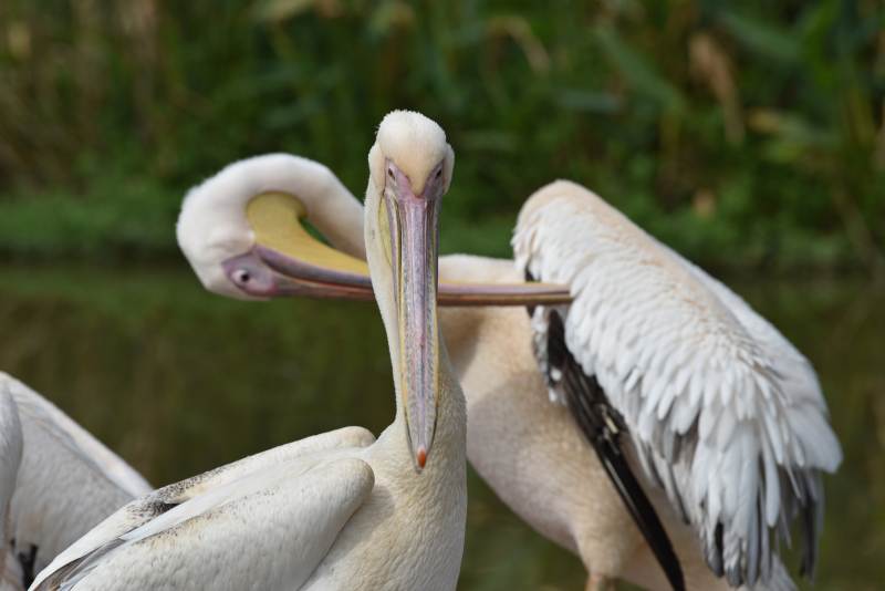 白鹈鹕栖息水边图片