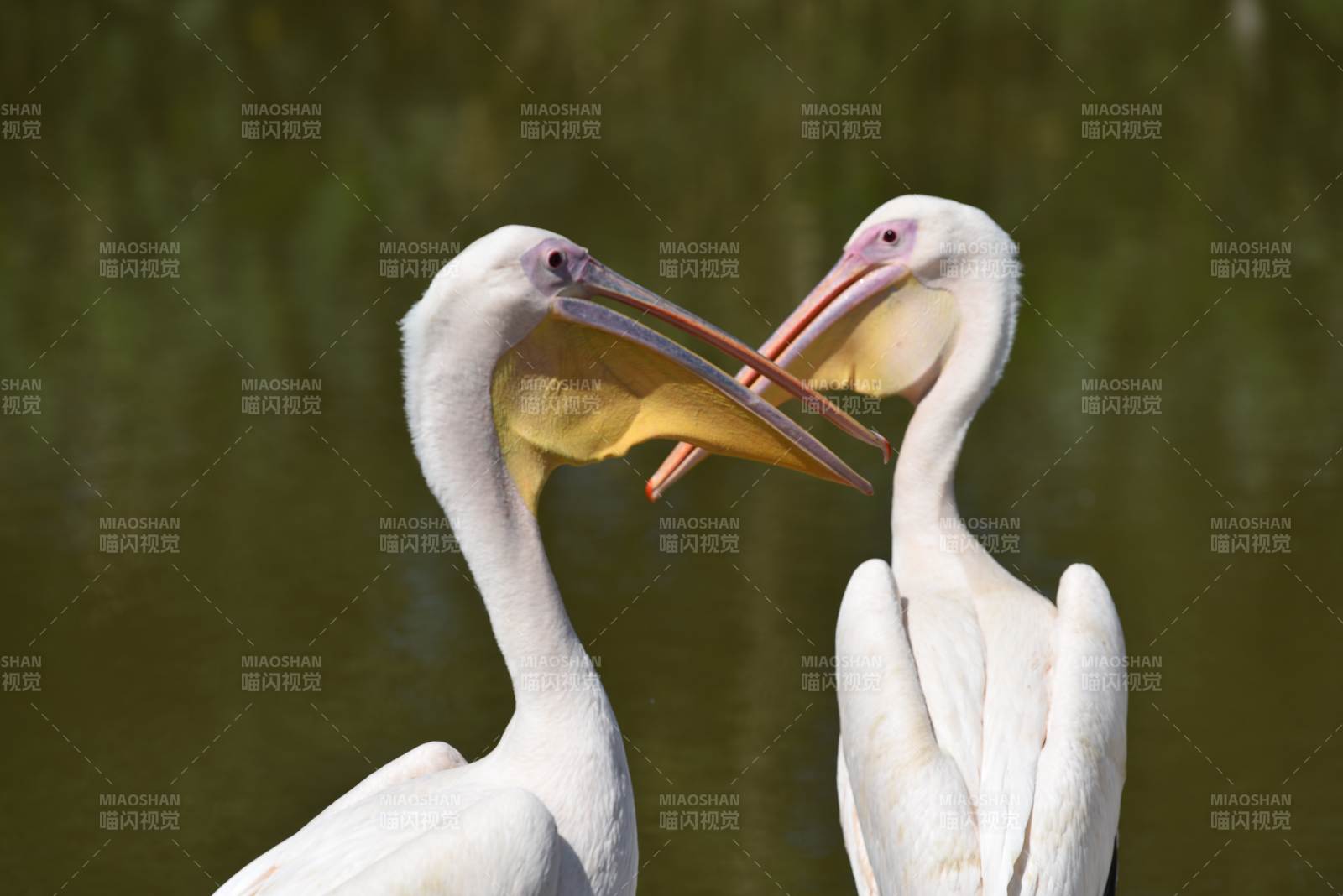 鹈鹕亲吻瞬间图片