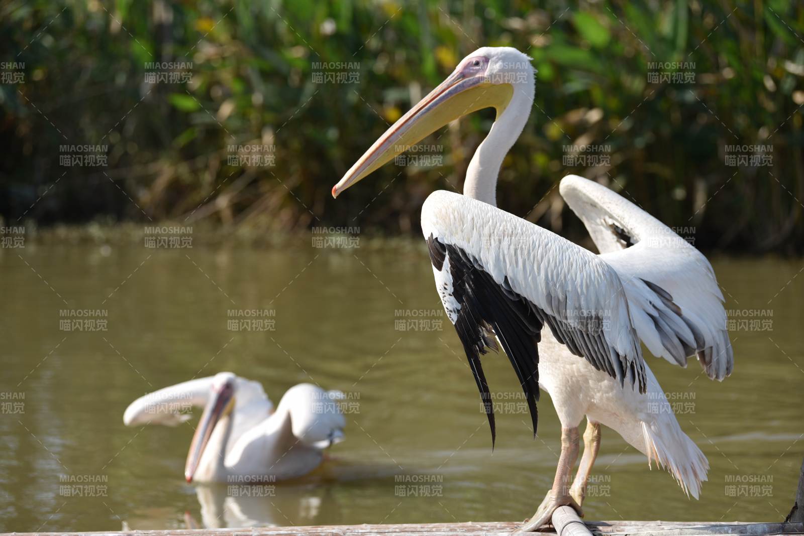 白鹈鹕湖畔栖息图片