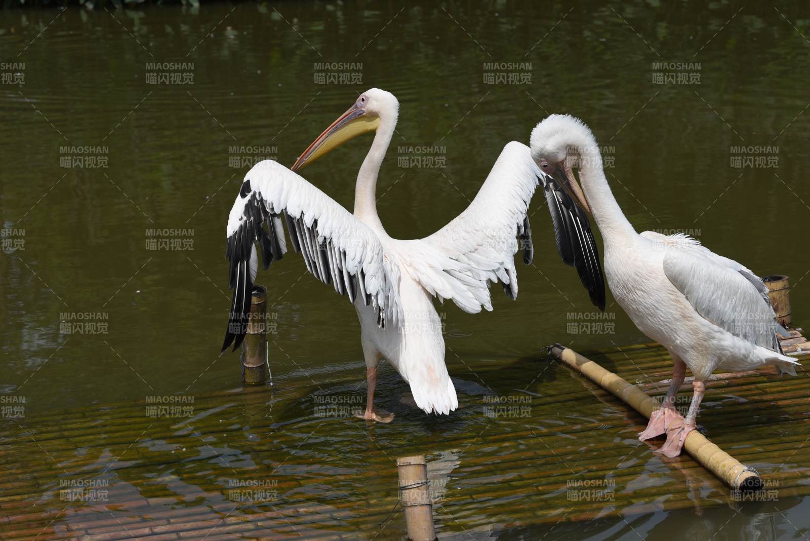 白鹈鹕水中嬉戏图片