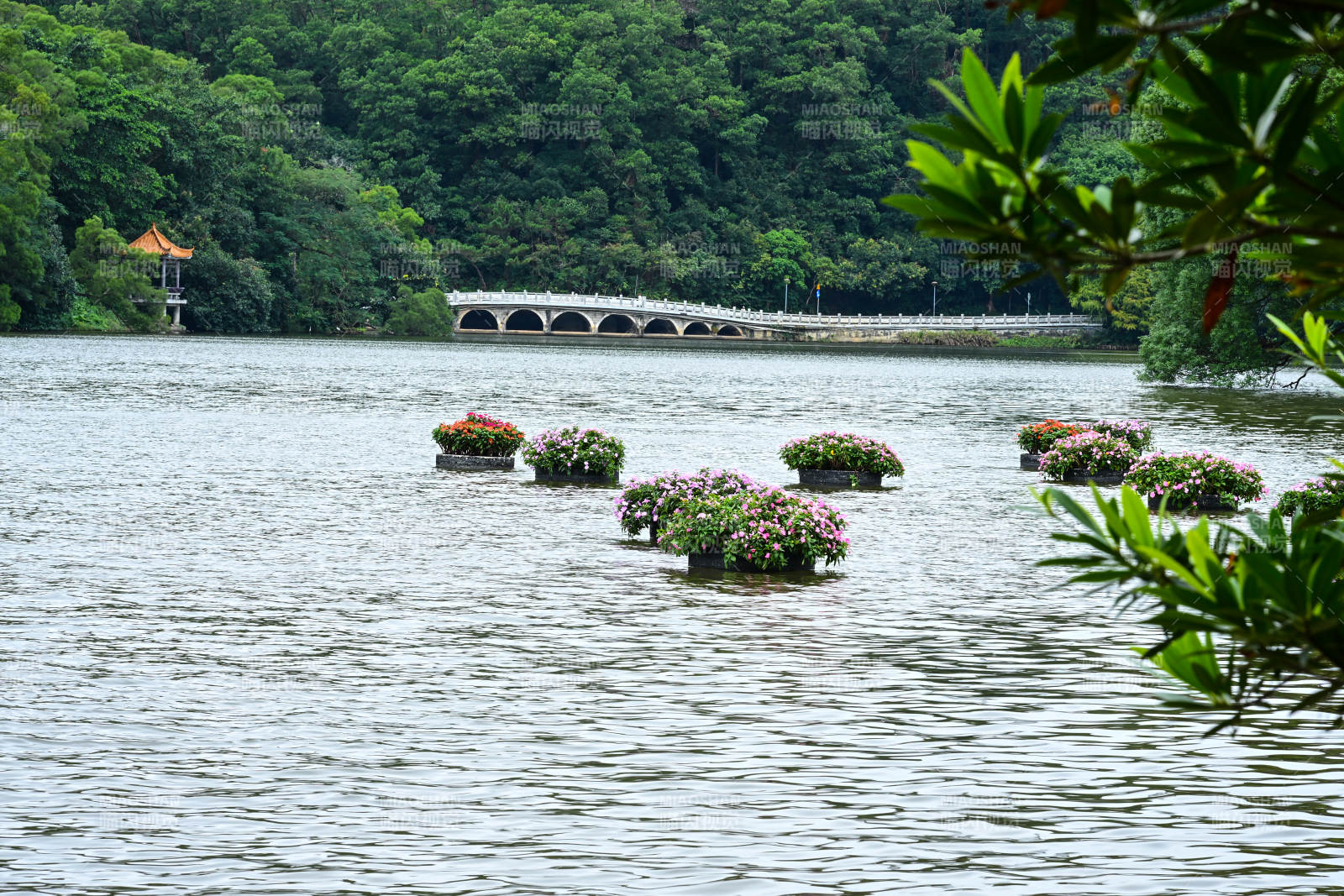 深圳仙湖植物园湖面上漂浮的花卉景观图片
