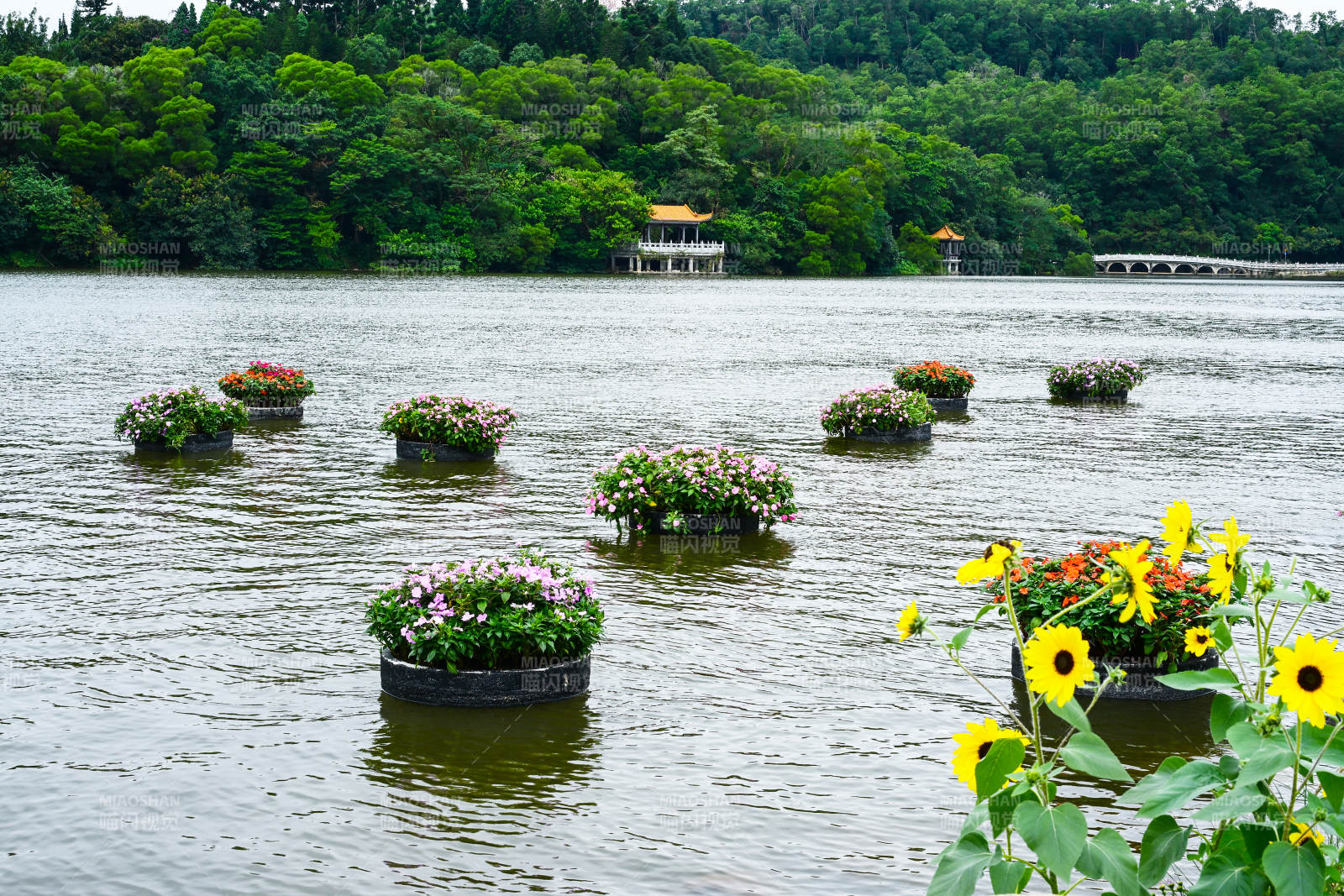深圳仙湖植物园湖面上漂浮的花卉景观图片