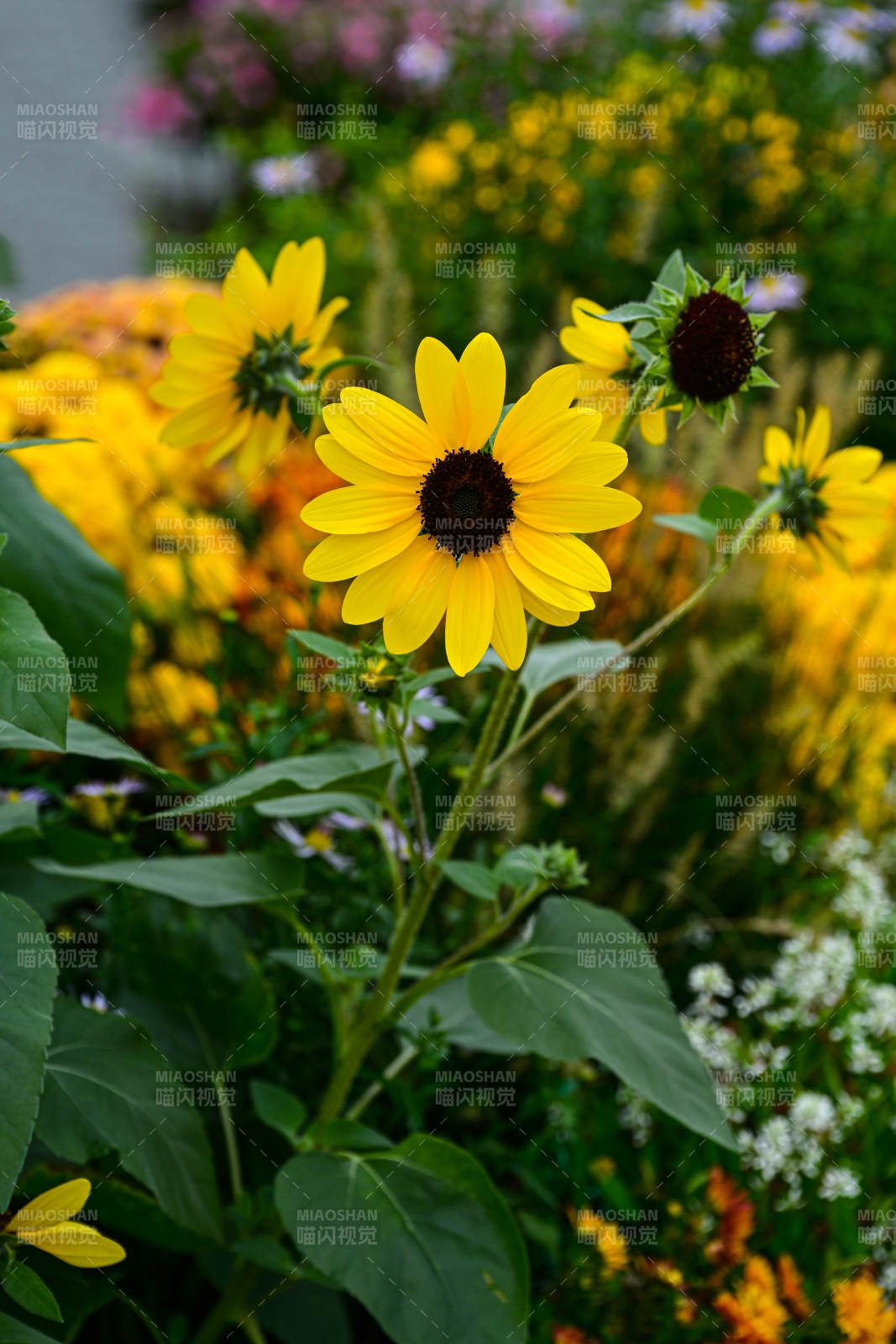 阳光下的向日葵花丛特写图片