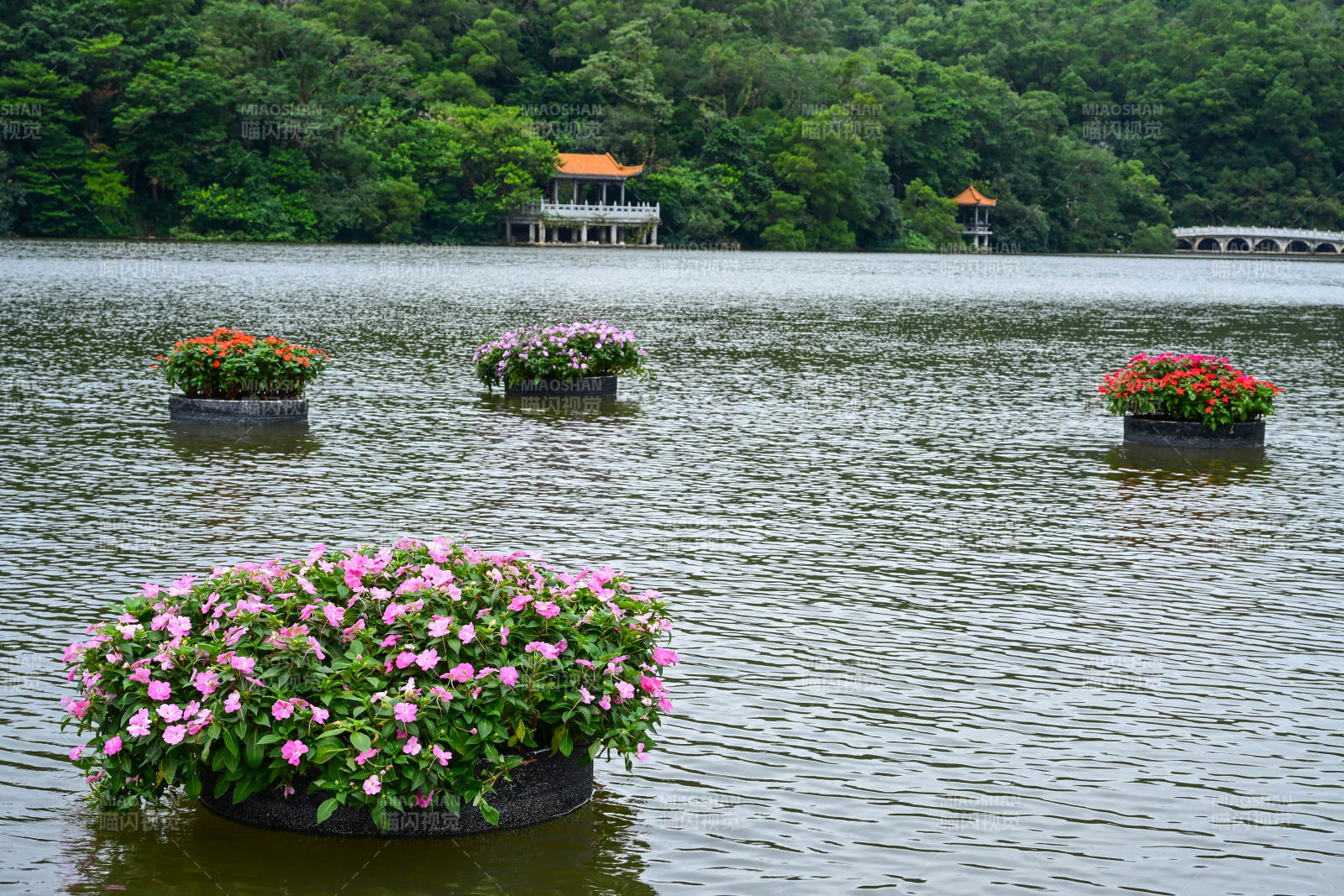 深圳仙湖植物园湖面上漂浮的花卉景观图片