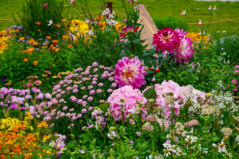 深圳仙湖植物园繁花盛开的五彩花海花展景观图片