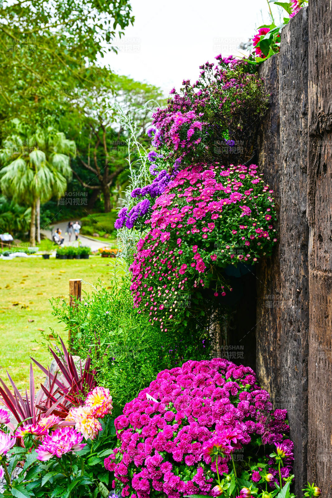 深圳仙湖植物园繁花盛开的五彩花海花展景观图片