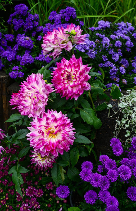 深圳仙湖植物园花展中盛开的粉色大丽花景观图片