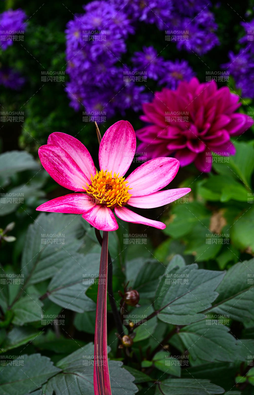 盛开的粉色大丽花特写图片