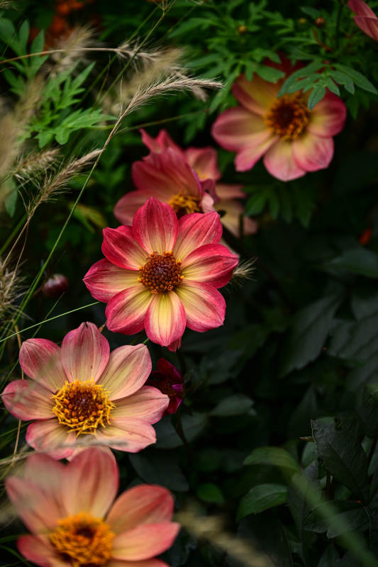 盛开的粉色大丽花特写图片