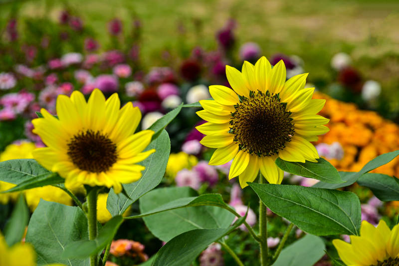 户外绽放的向日葵特写图片