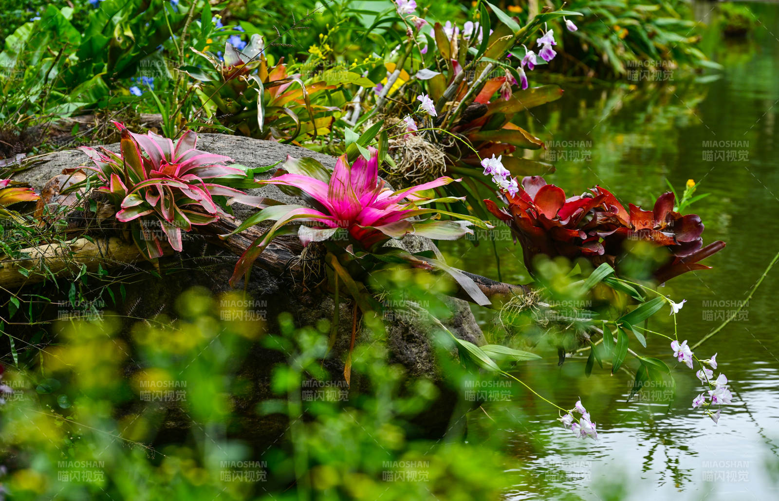 深圳仙湖植物园池塘水景花卉绿植景观图片