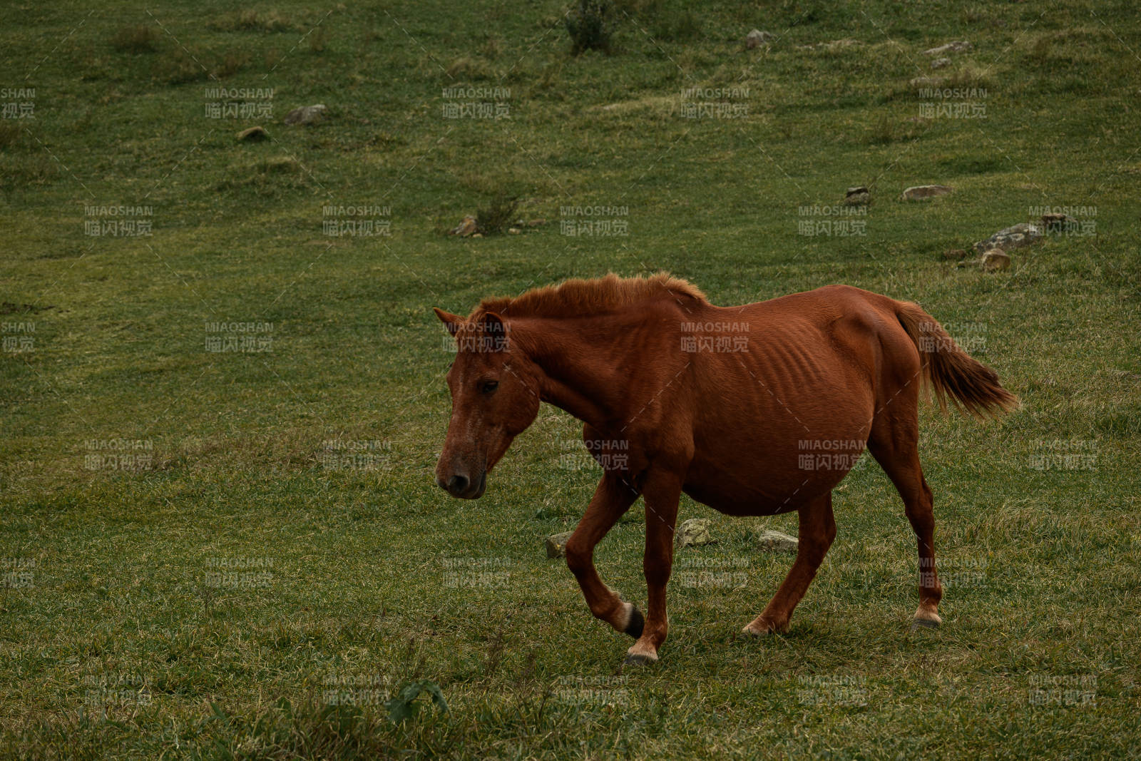 瘦马踱步草场图片