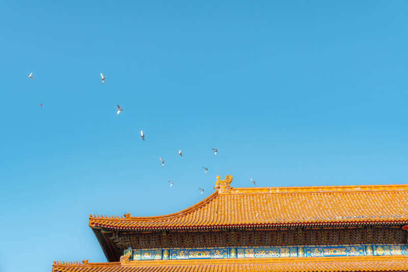 故宫飞鸟掠过古殿檐图片