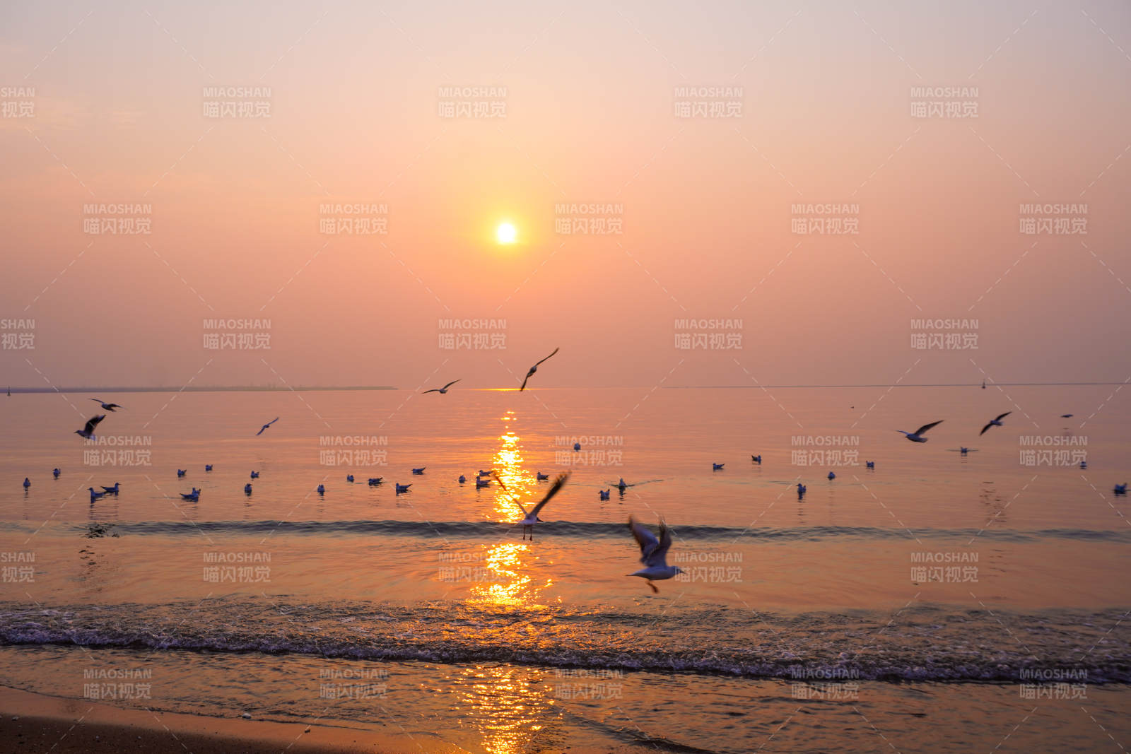 北戴河夕阳海鸟共舞图片