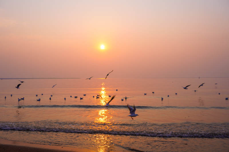 北戴河夕阳海鸟共舞图片
