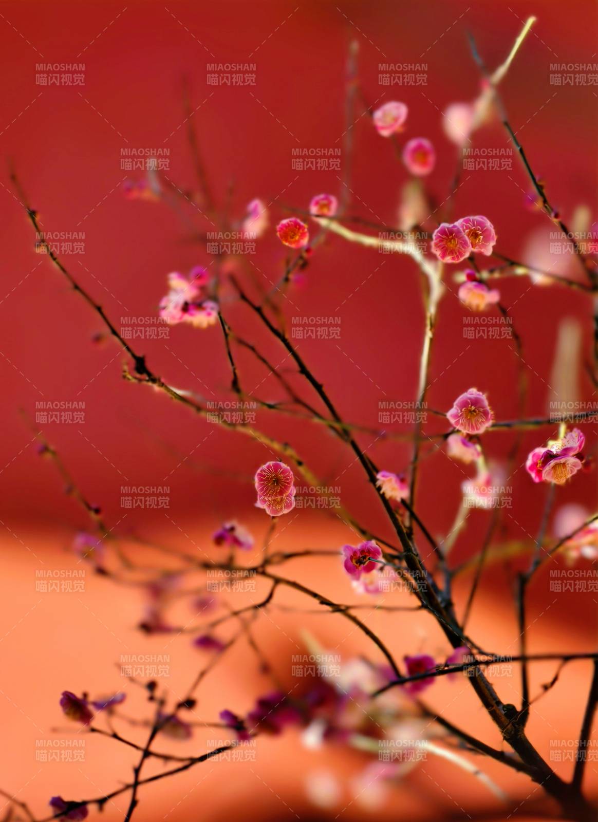 梅花绽放枝头图片