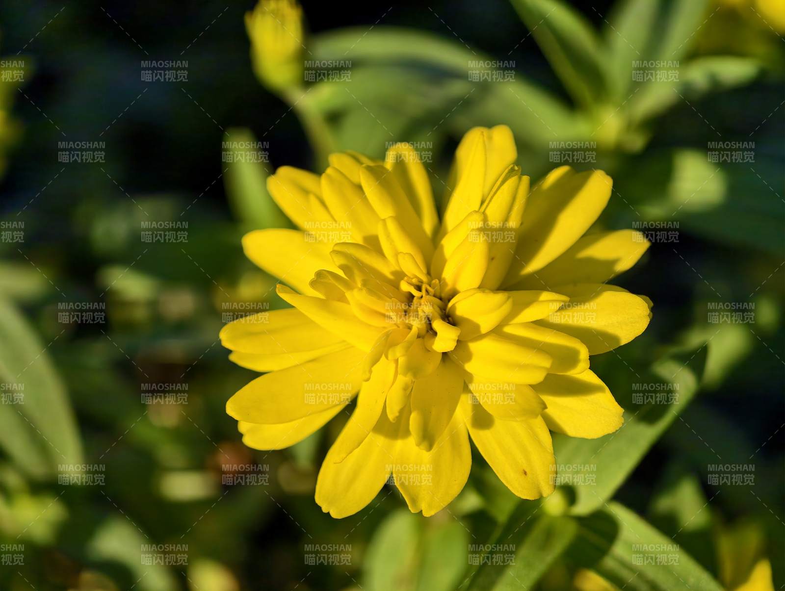 金黄小花绽放图片