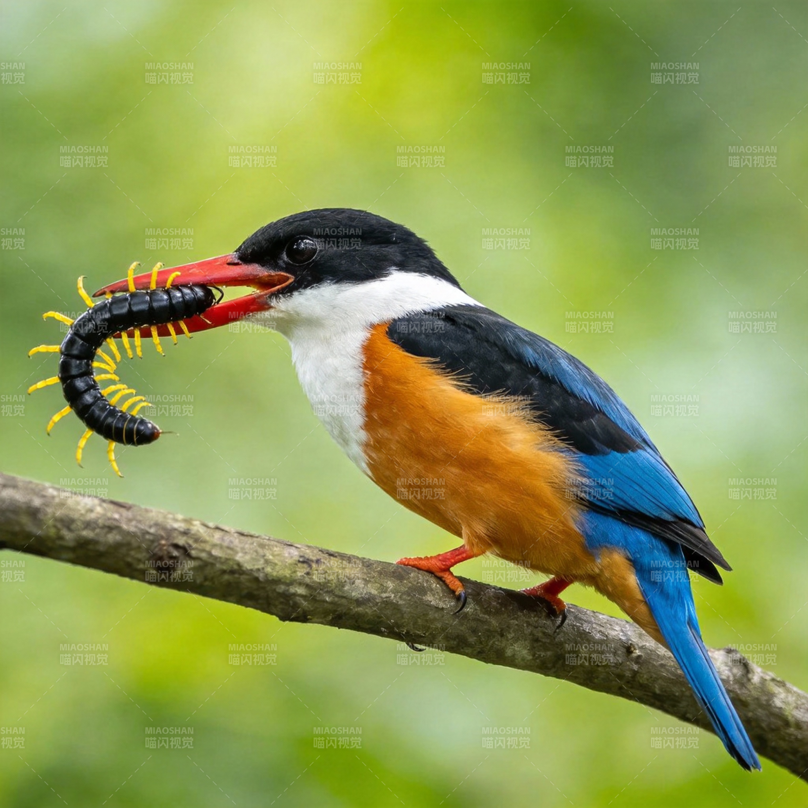翠鸟捕食蜈蚣图片