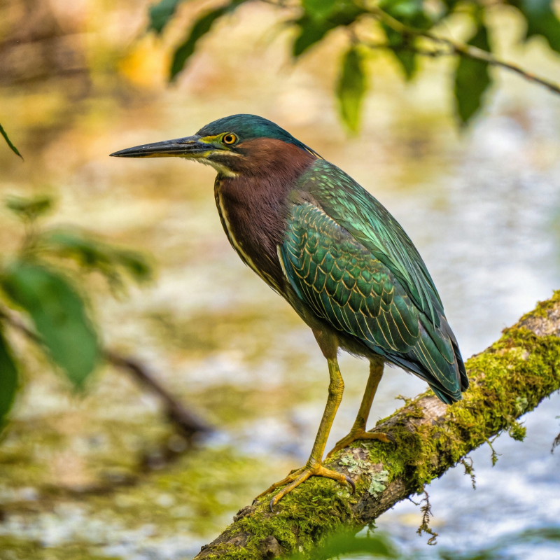 绿鹭栖枝头图片