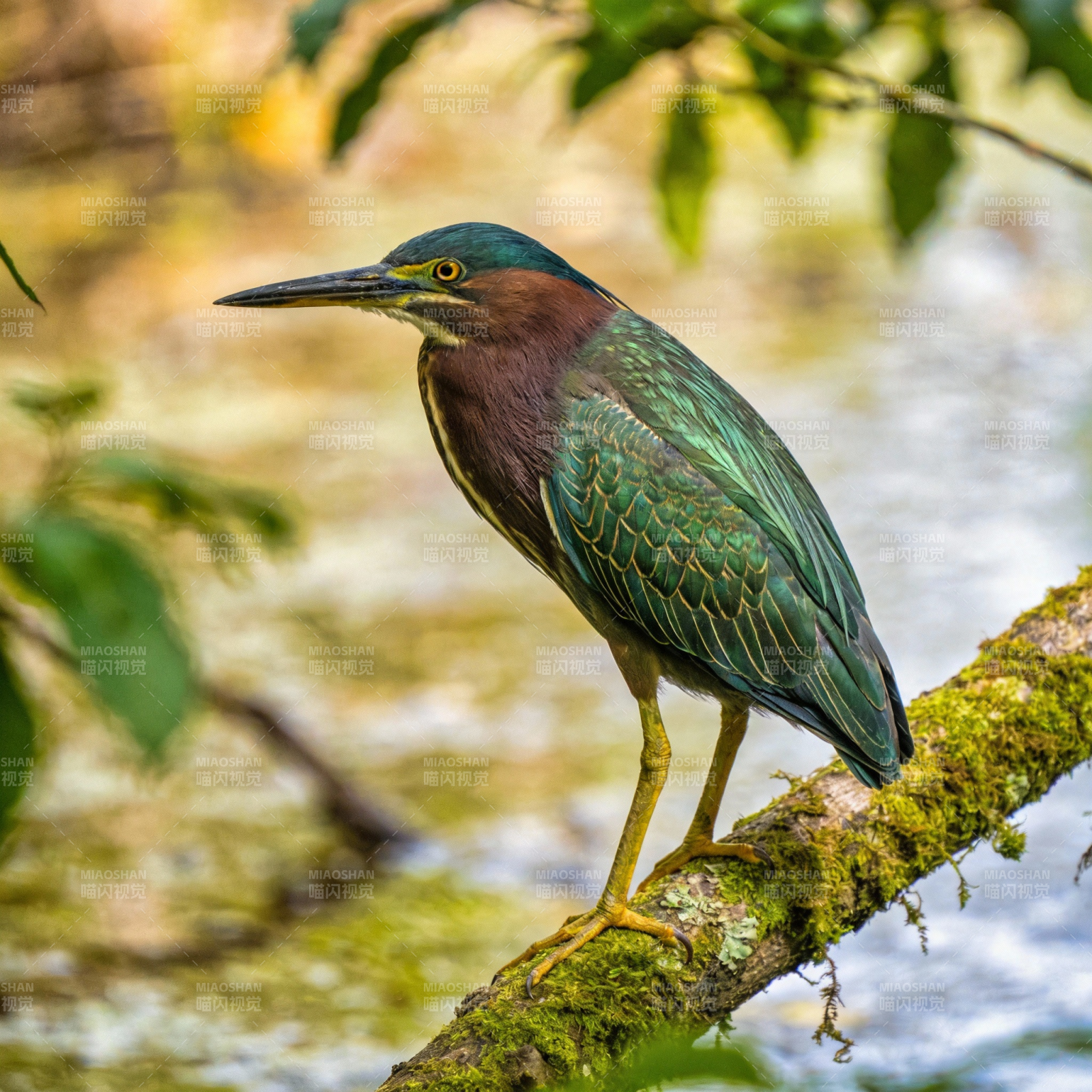 绿鹭栖枝头图片