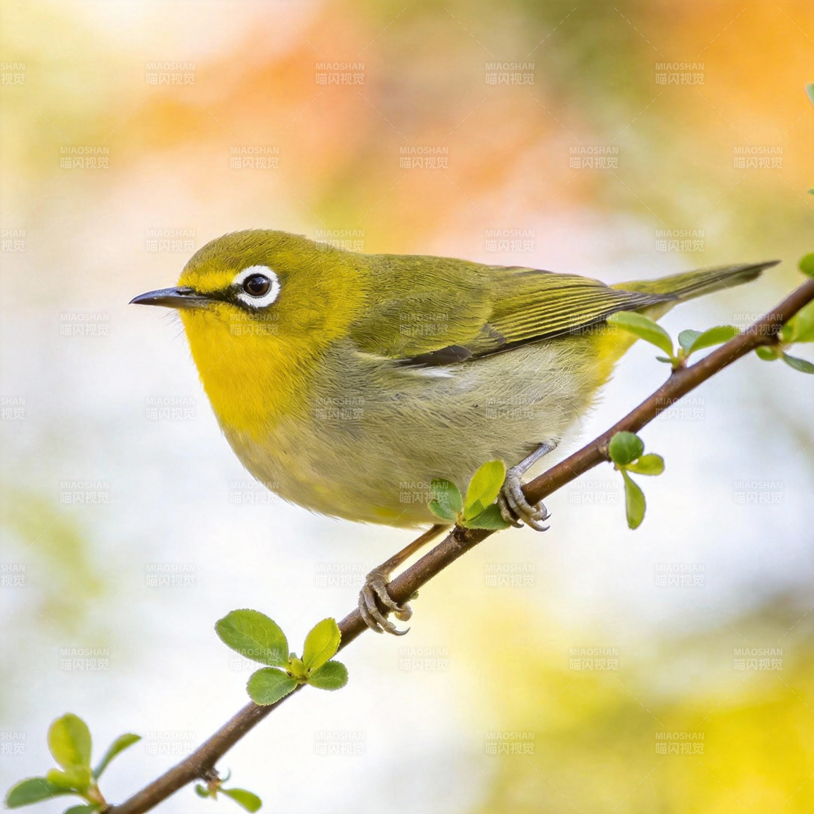 黄腹绣眼鸟栖枝图片