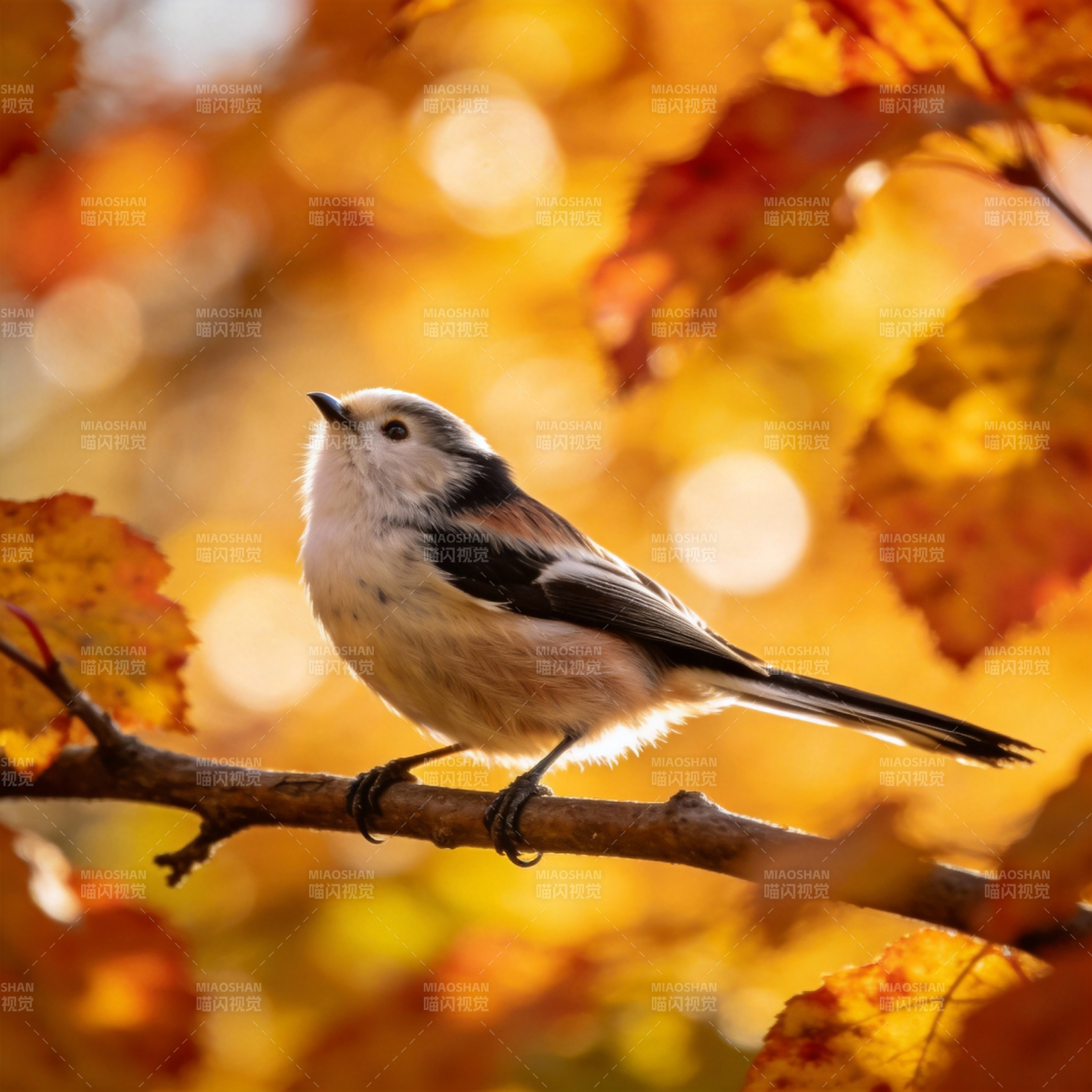 秋日小鸟栖枝头图片