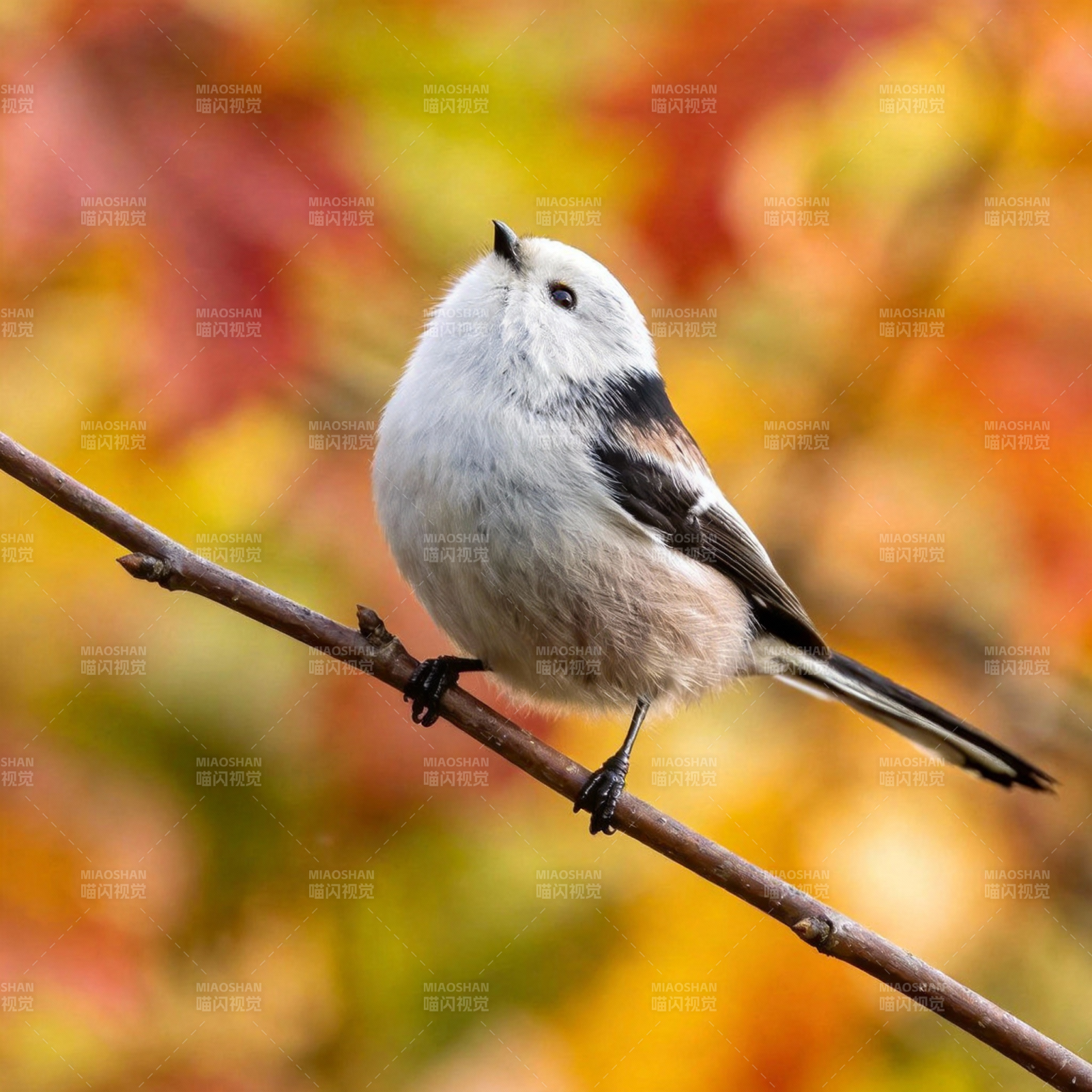 秋枝上的小鸟图片