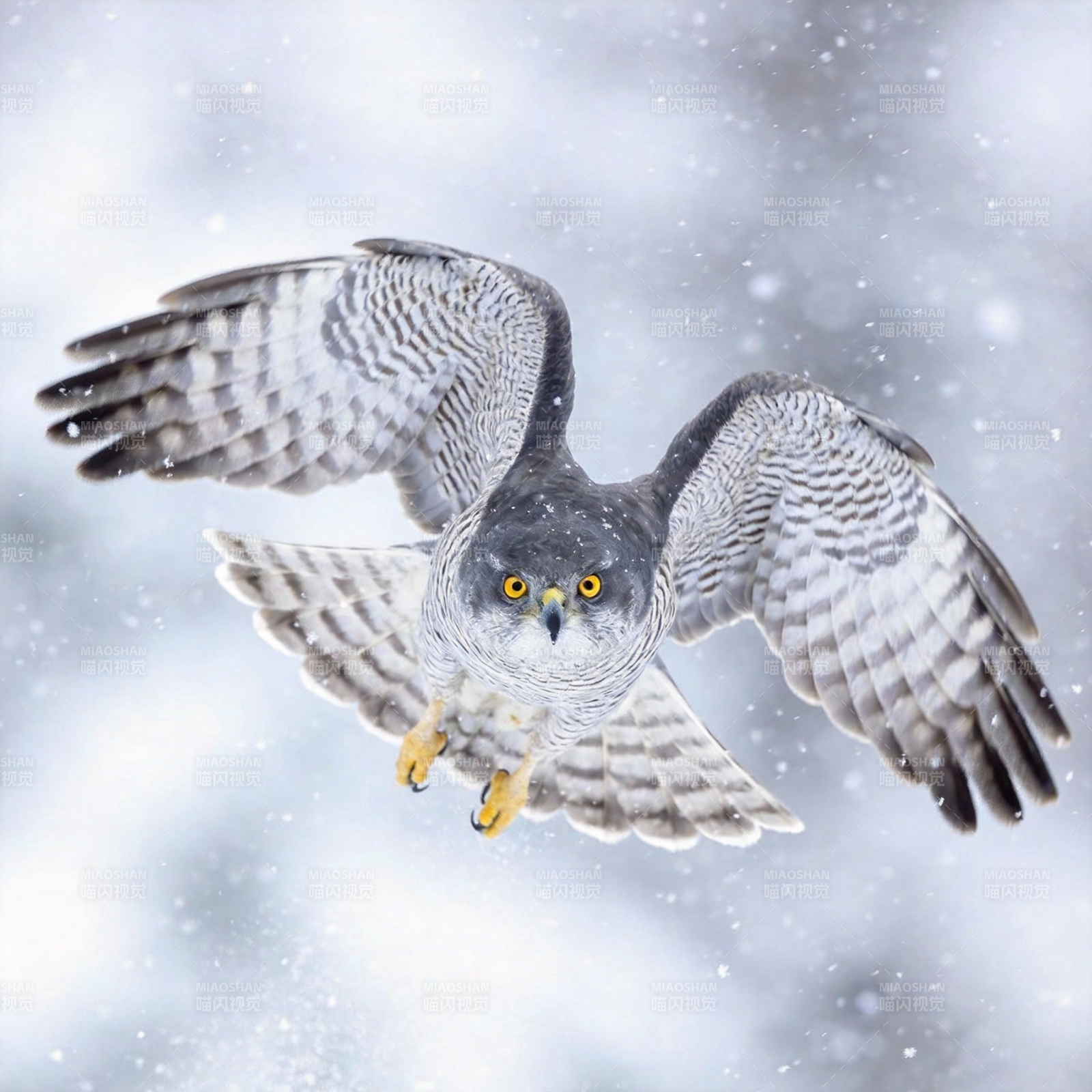 雪中翱翔的猛禽图片