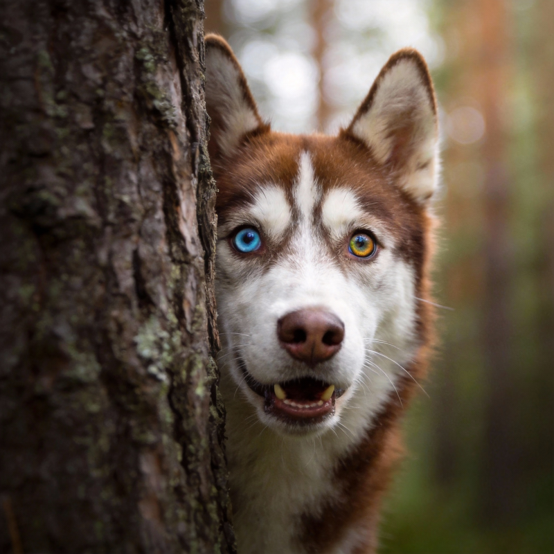 雪橇犬探头树后图片