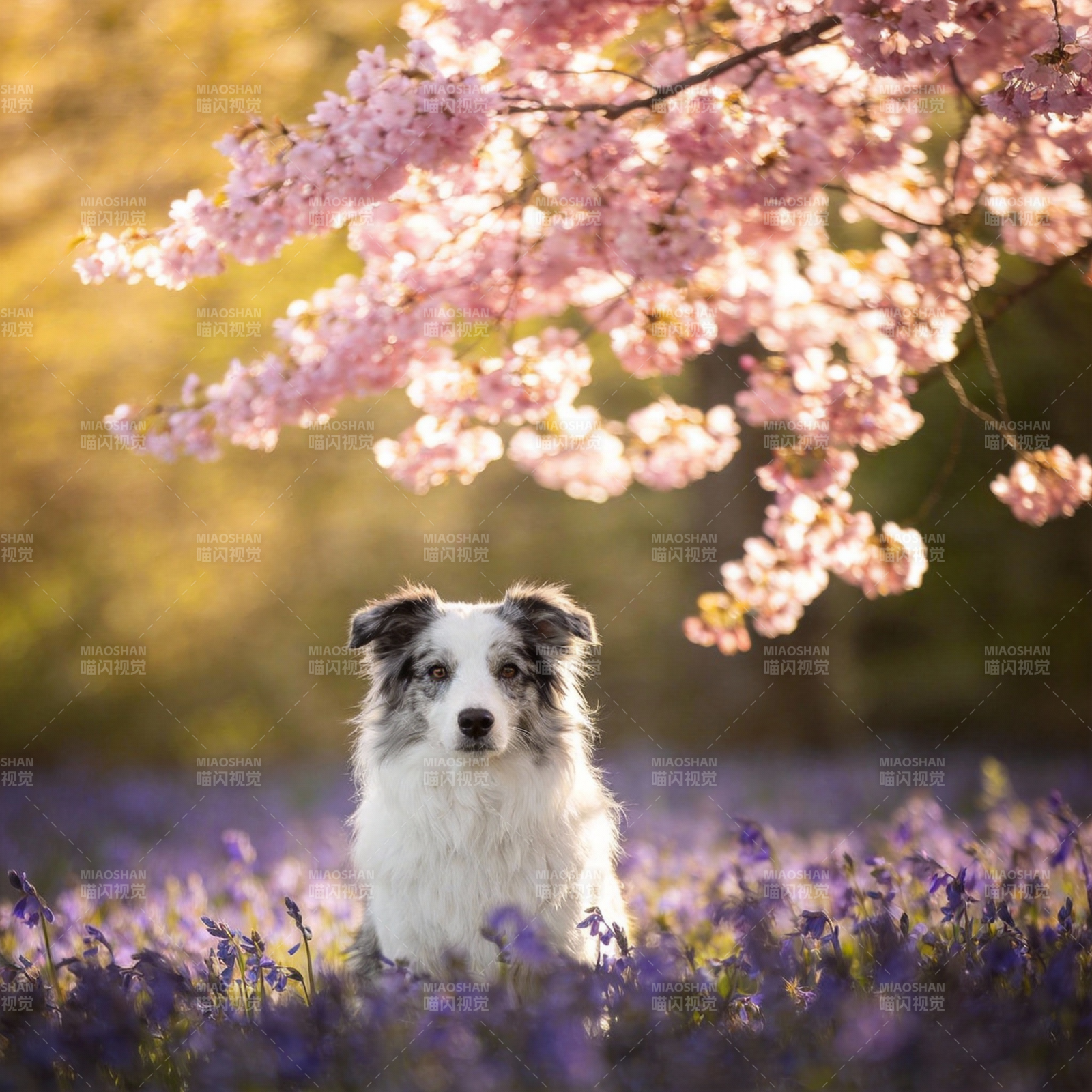 樱花下萌犬图片