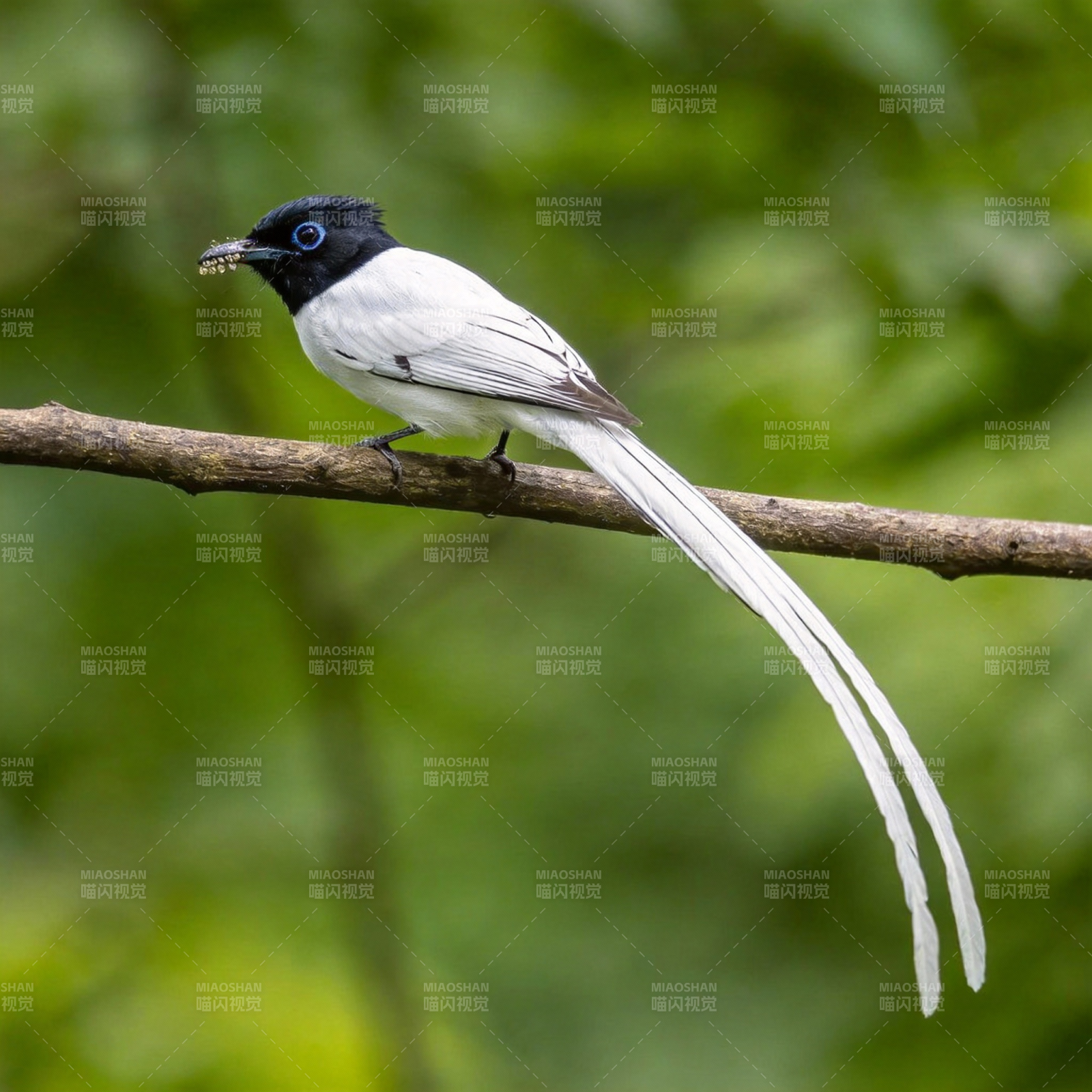 寿带鸟栖枝觅食图片