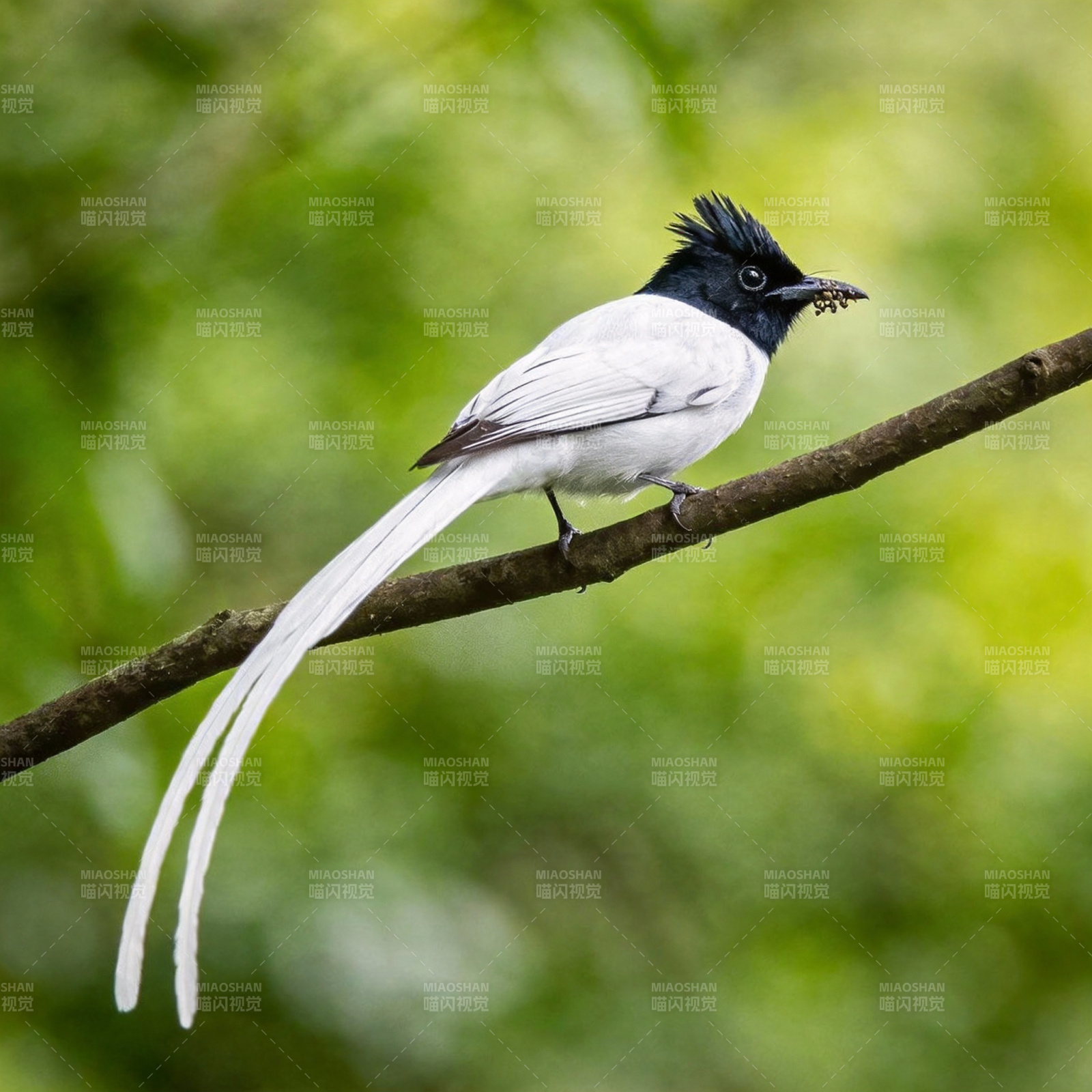 寿带鸟栖枝觅食图片