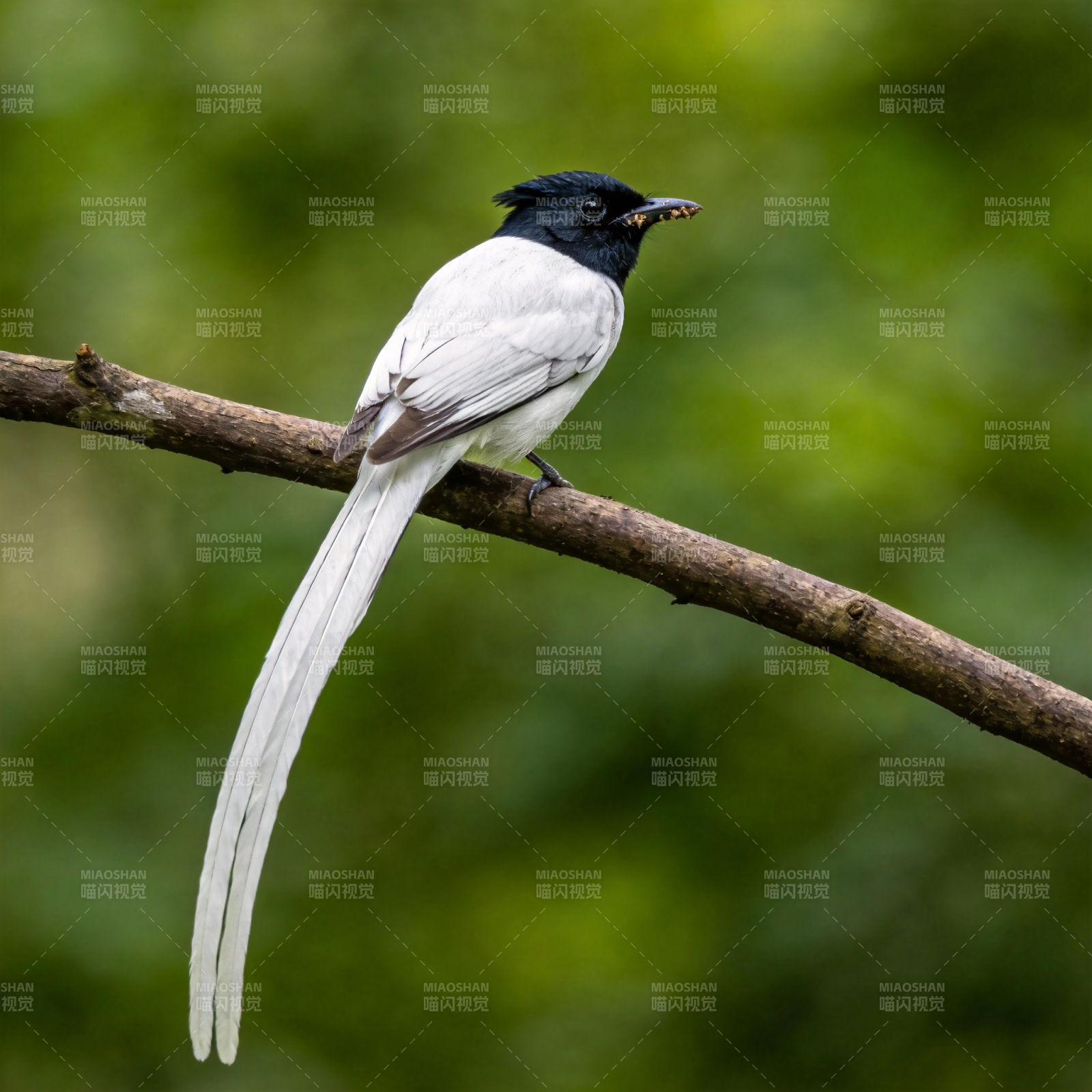 寿带鸟栖枝头图片