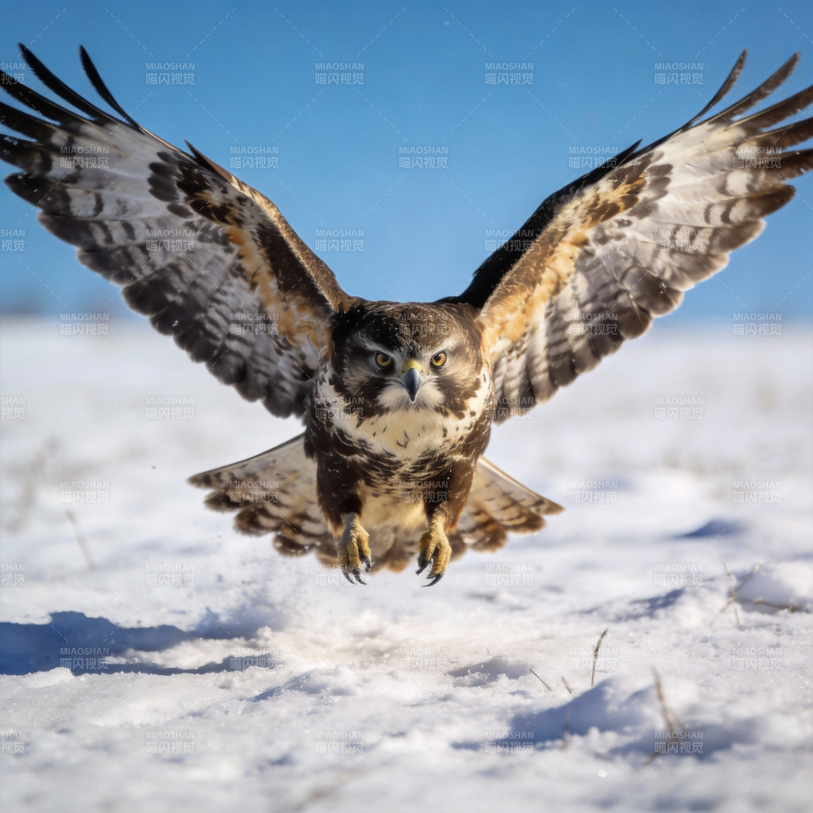 雪地猛禽翱翔图片