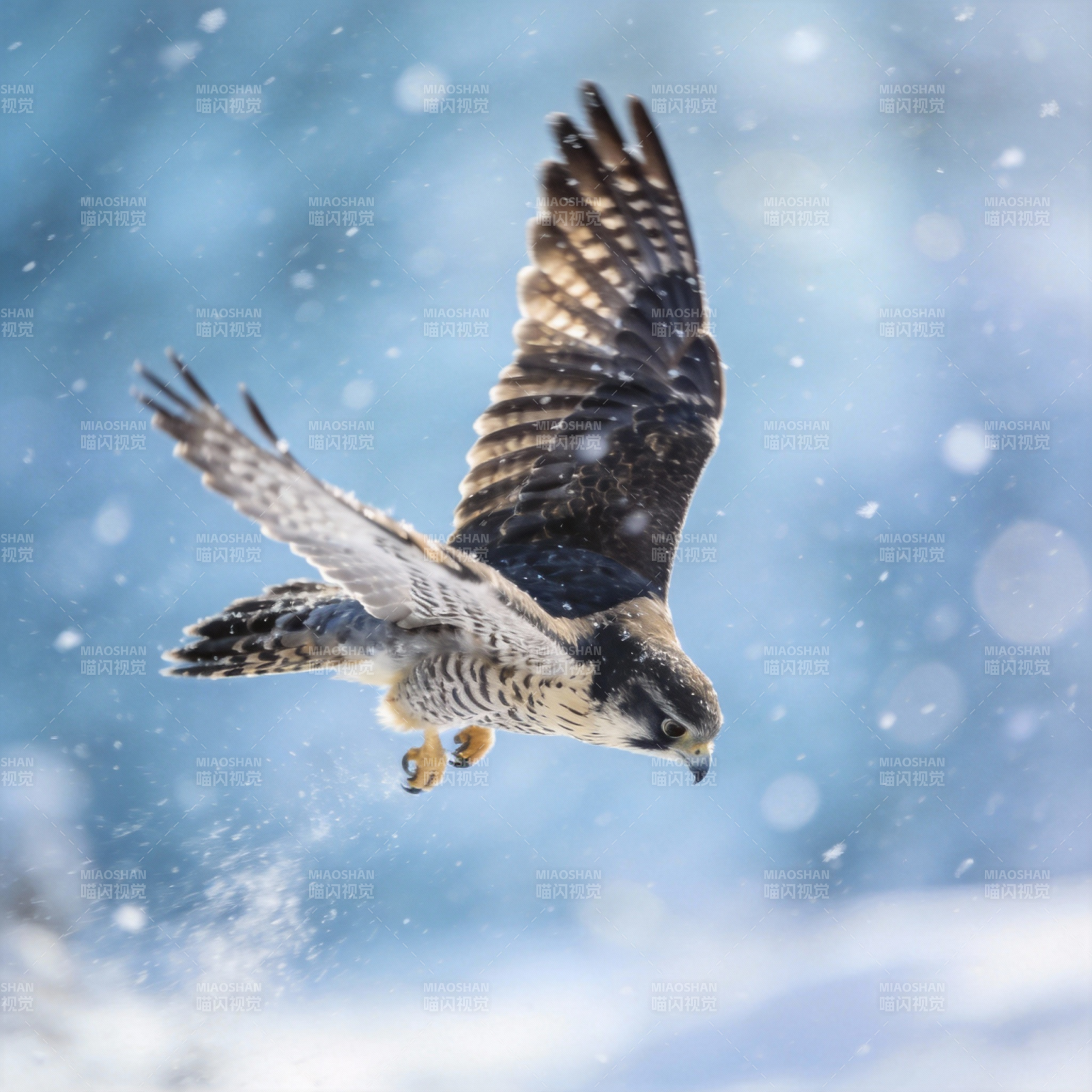 雪中翱翔的猎鹰图片