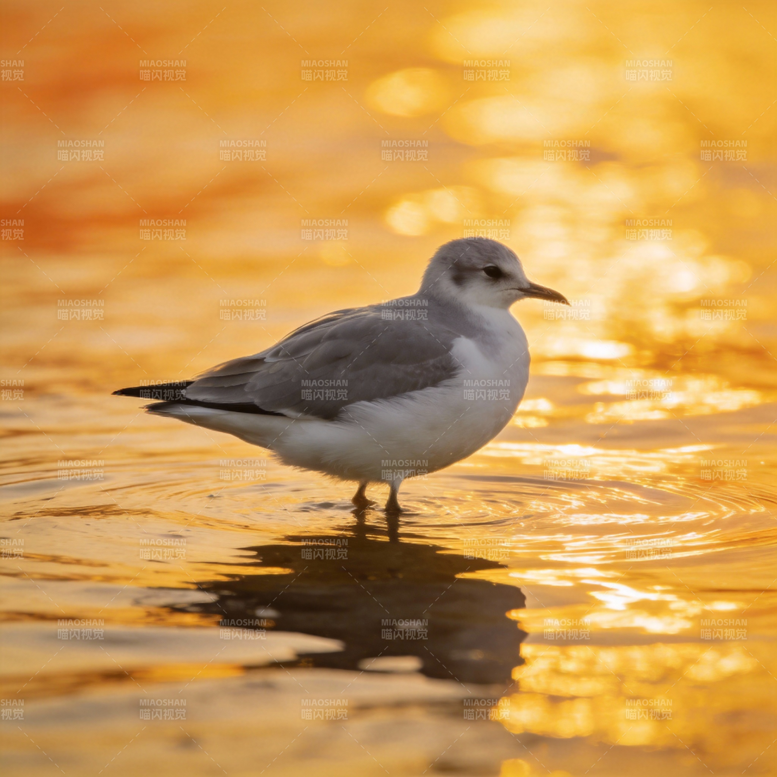金光水鸟静立图片