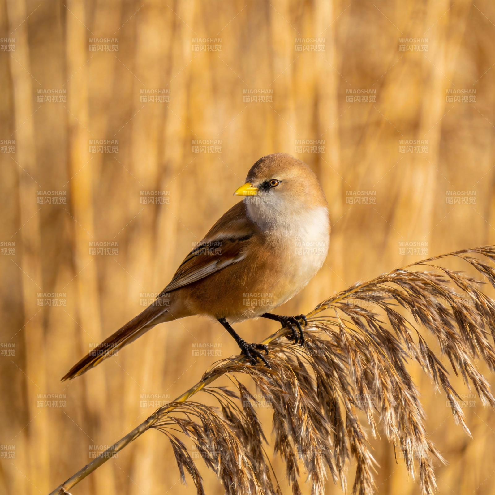芦苇丛中的小鸟图片