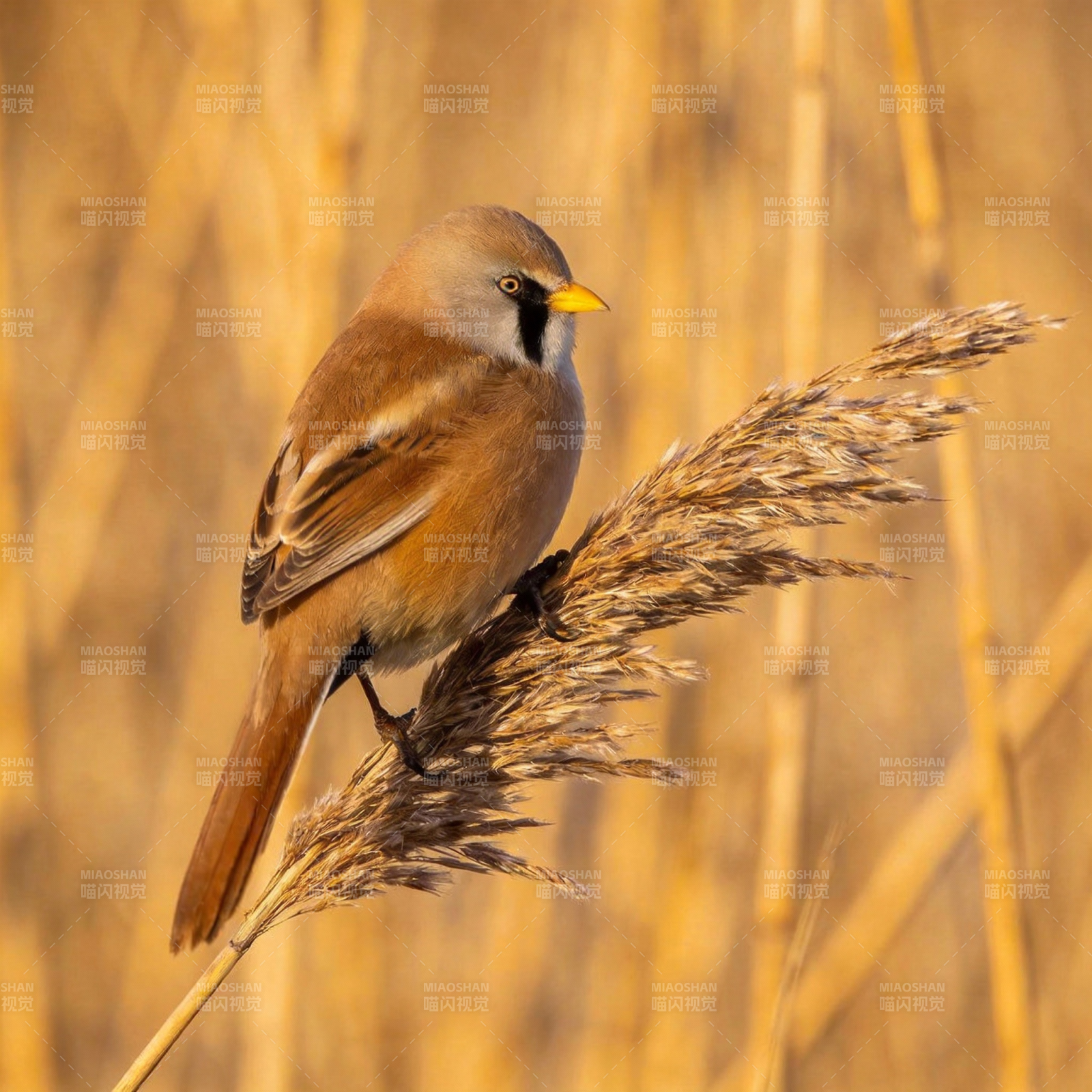 芦苇上的小鸟图片