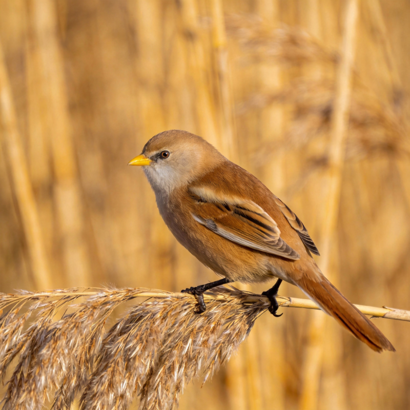棕鸟栖芦苇图片