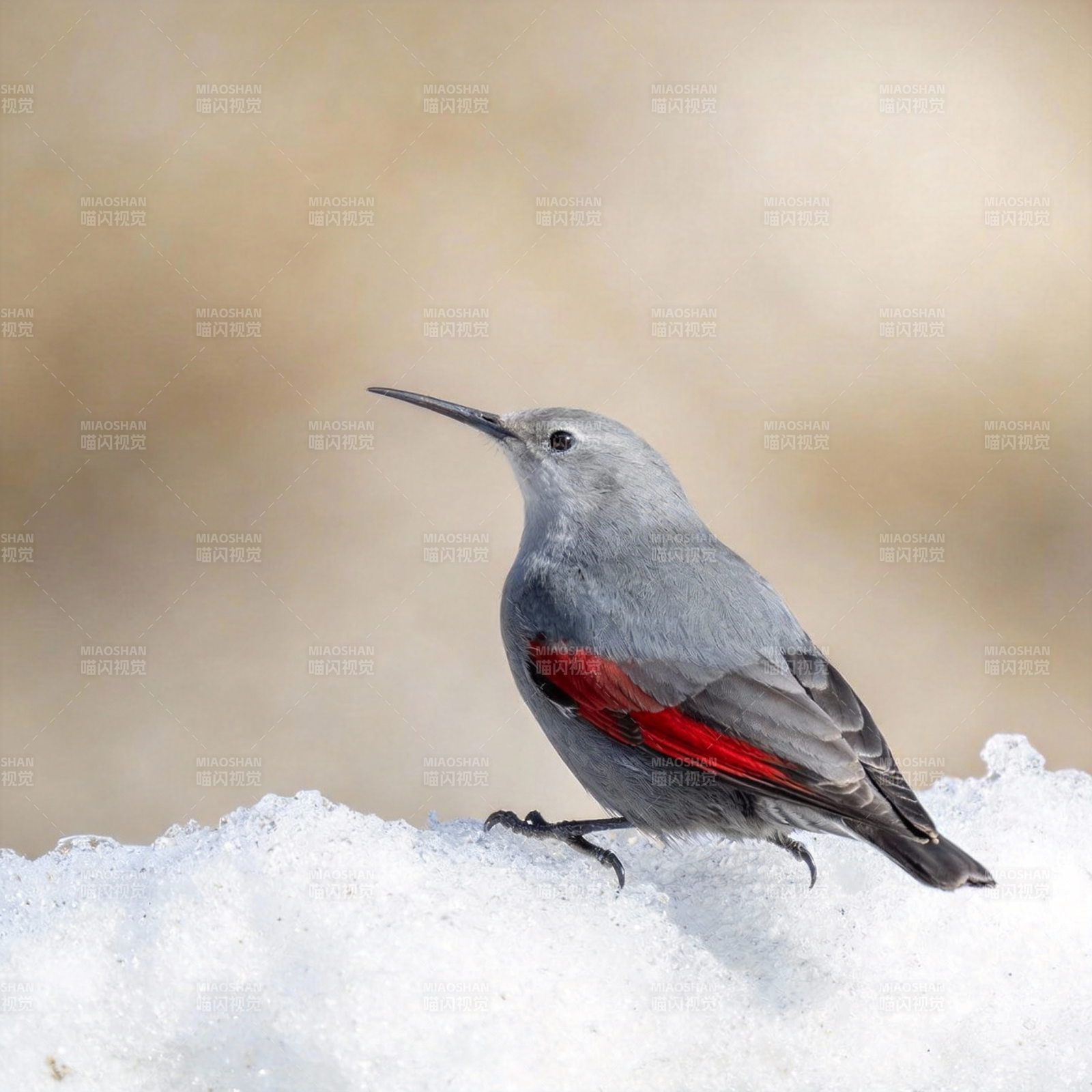 雪地红翅鸟图片
