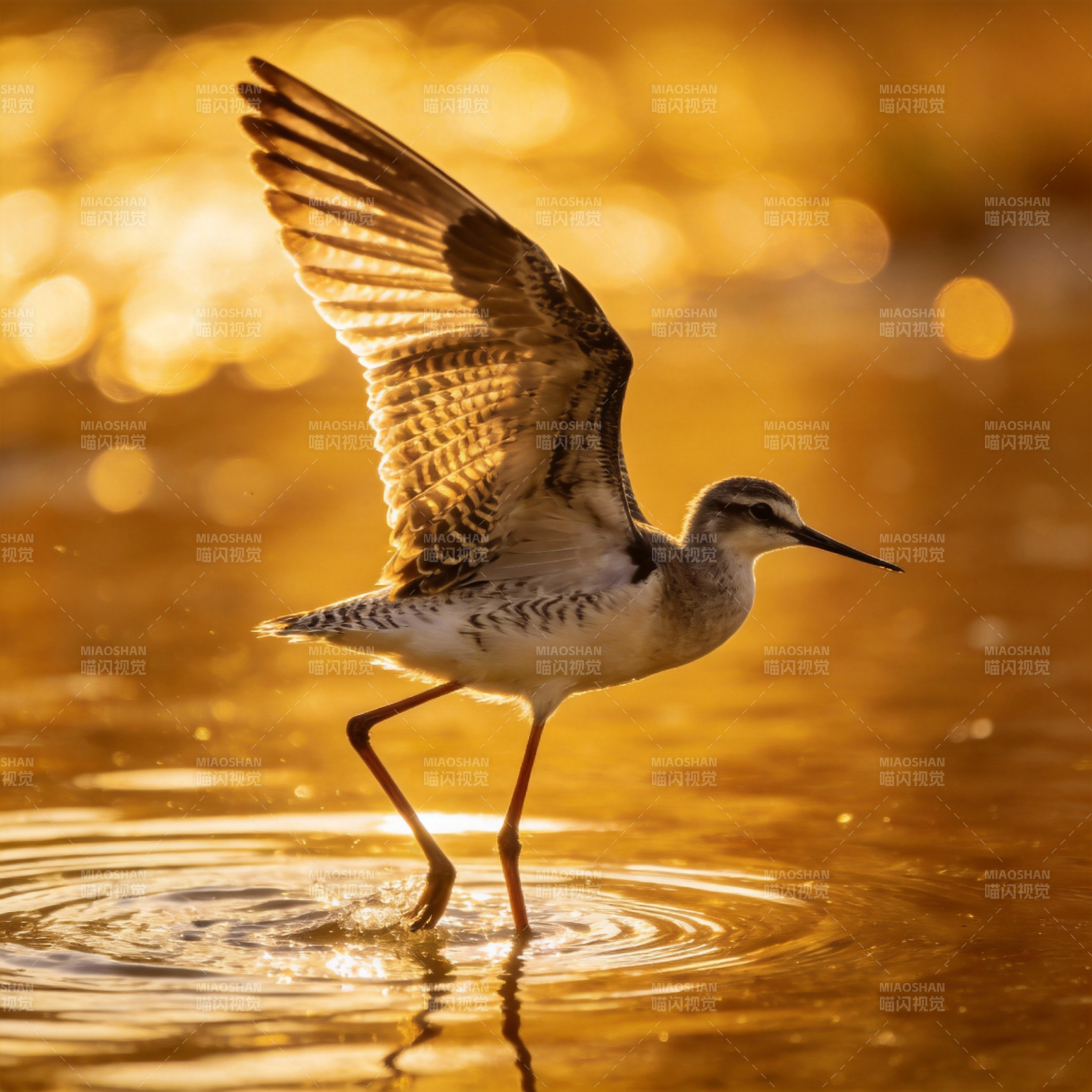水鸟展翅涉水图片