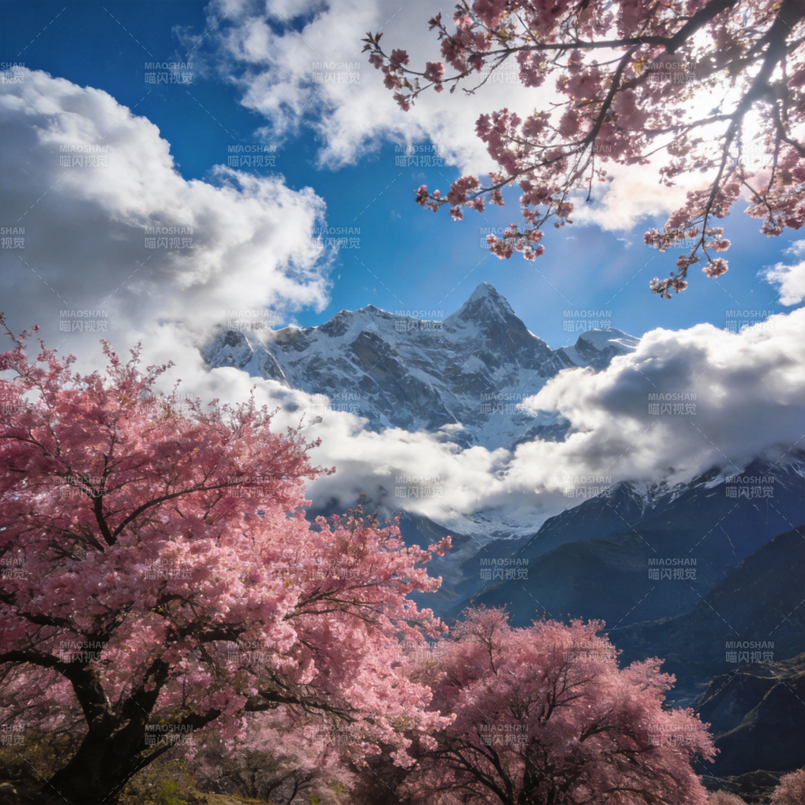 雪山樱花春景图片