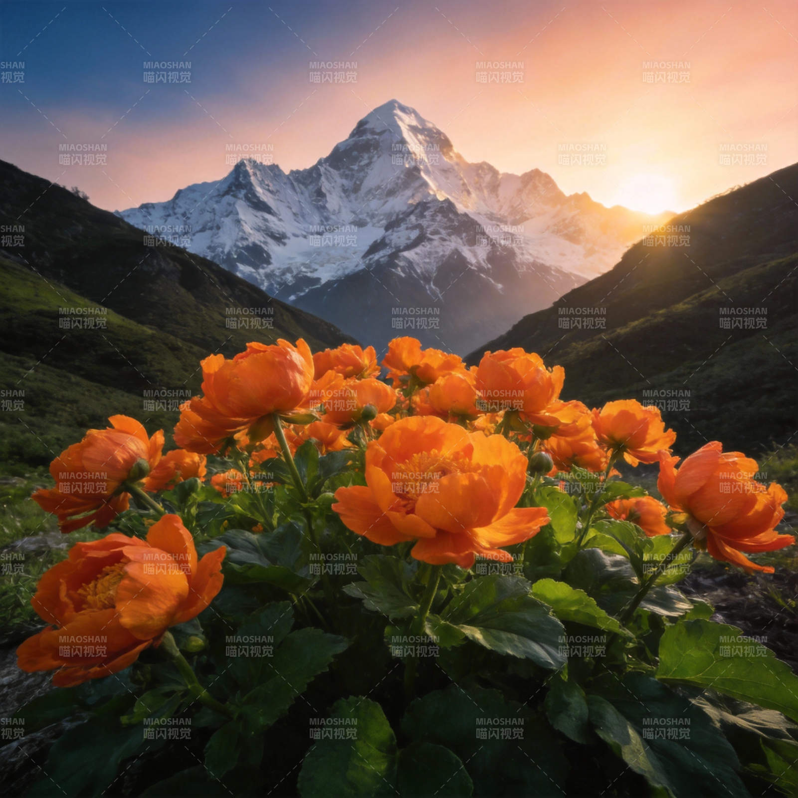 雪山日出花海图片
