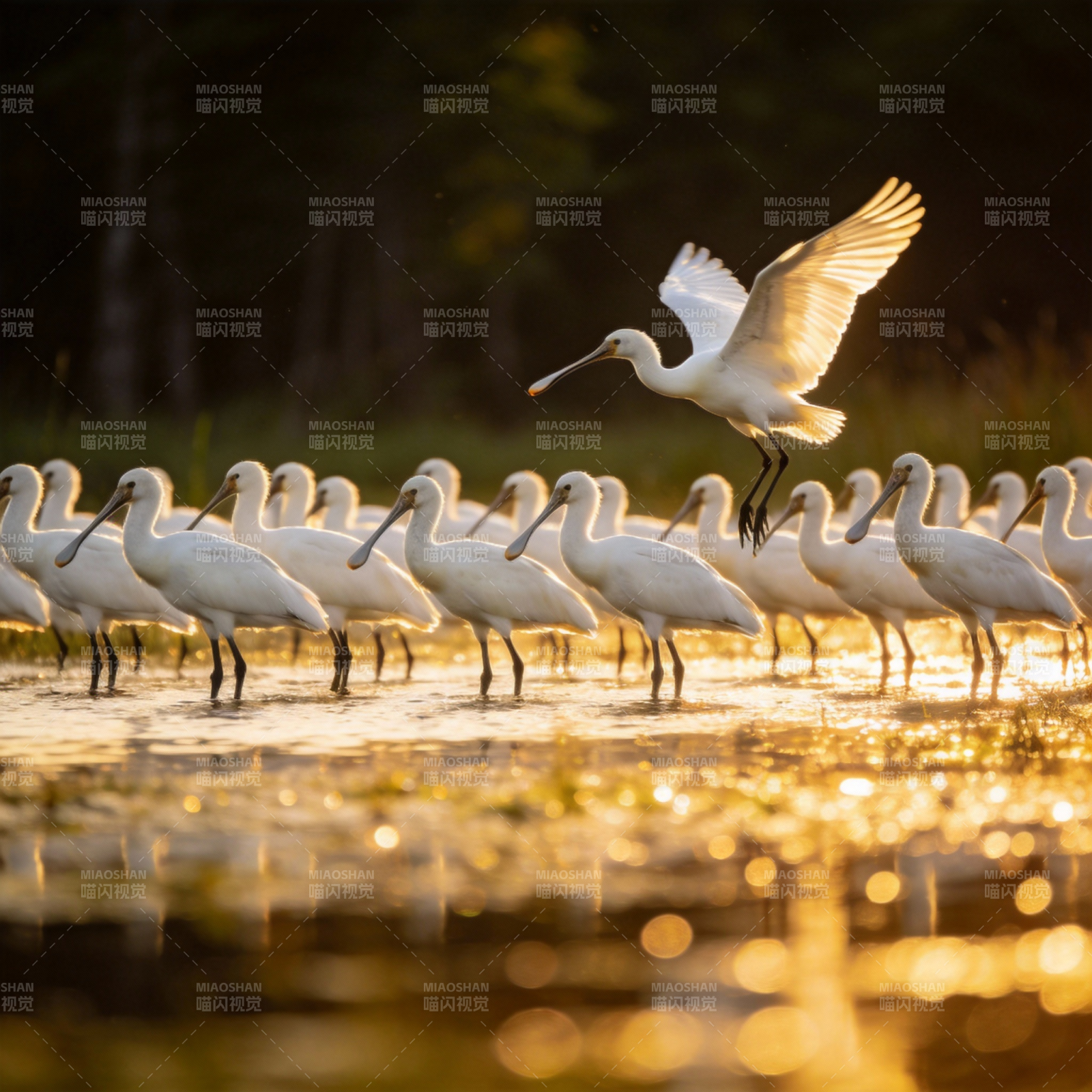 白鹭群飞水光中图片