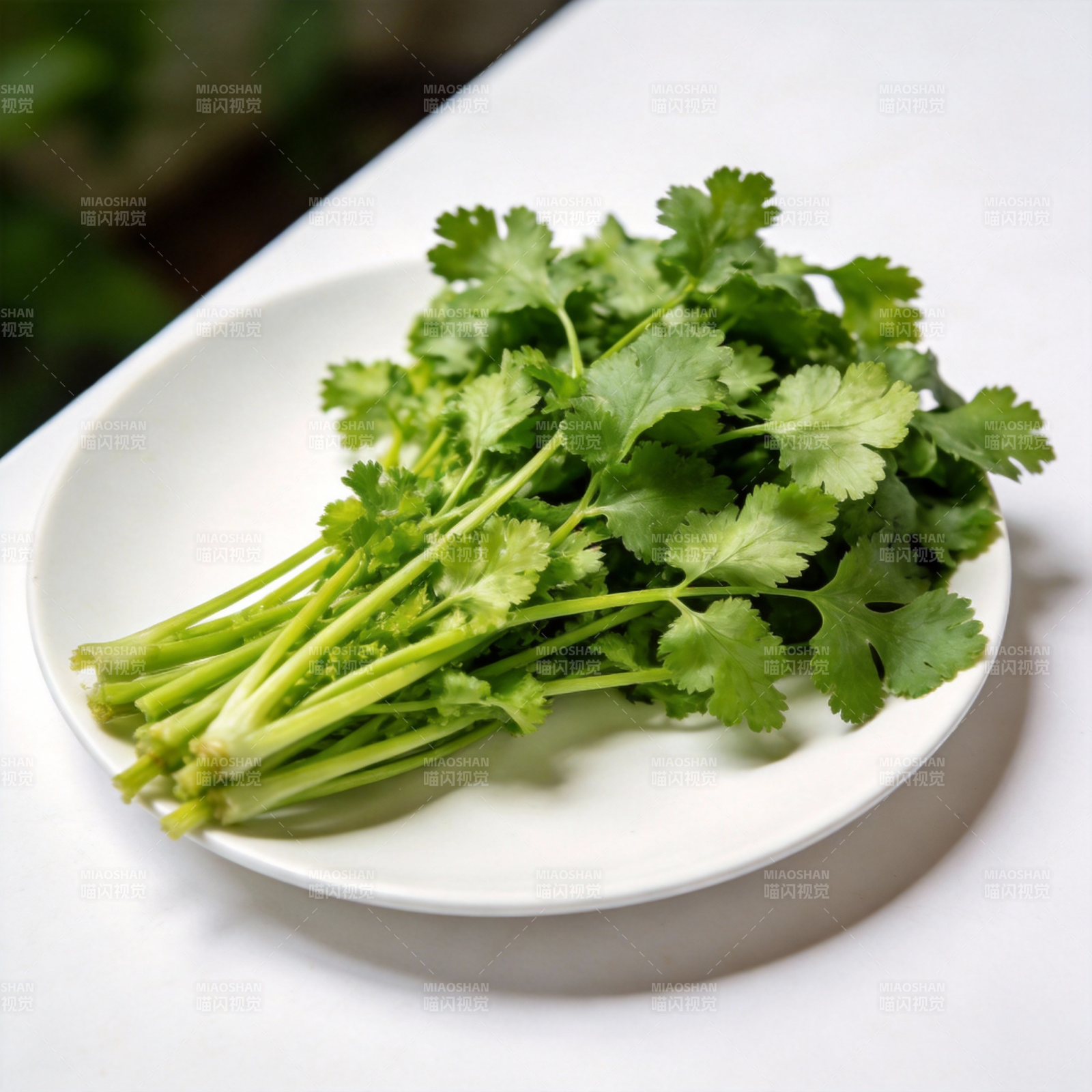 新鲜香菜特写图片