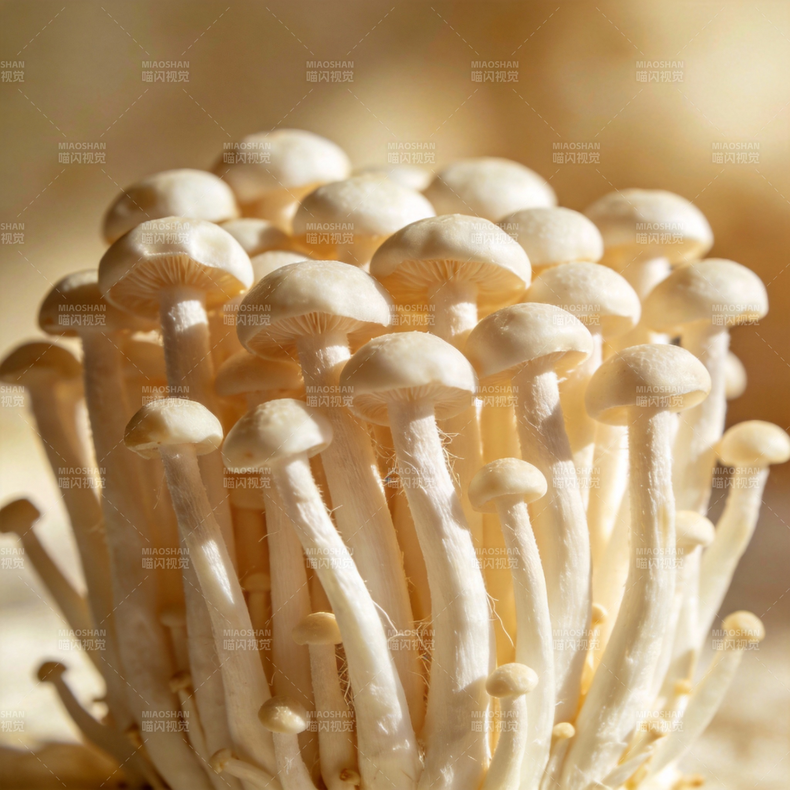 金针菇簇拥生长图片