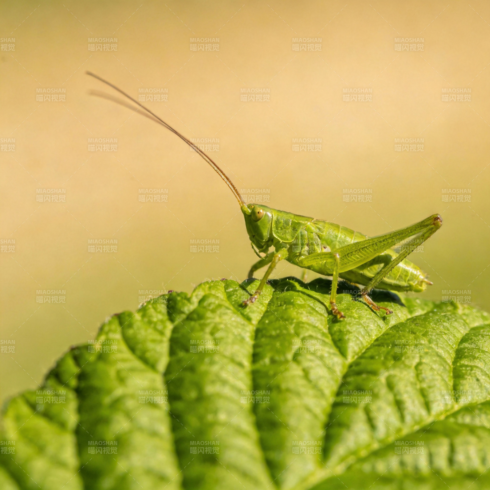 绿蚱蜢栖叶上图片