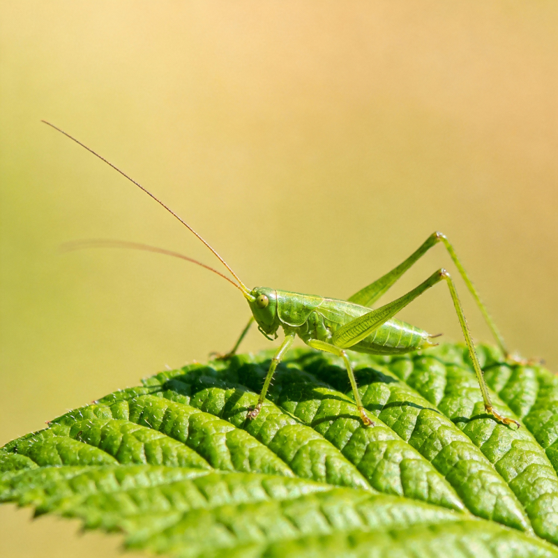 绿蚱蜢栖叶上图片