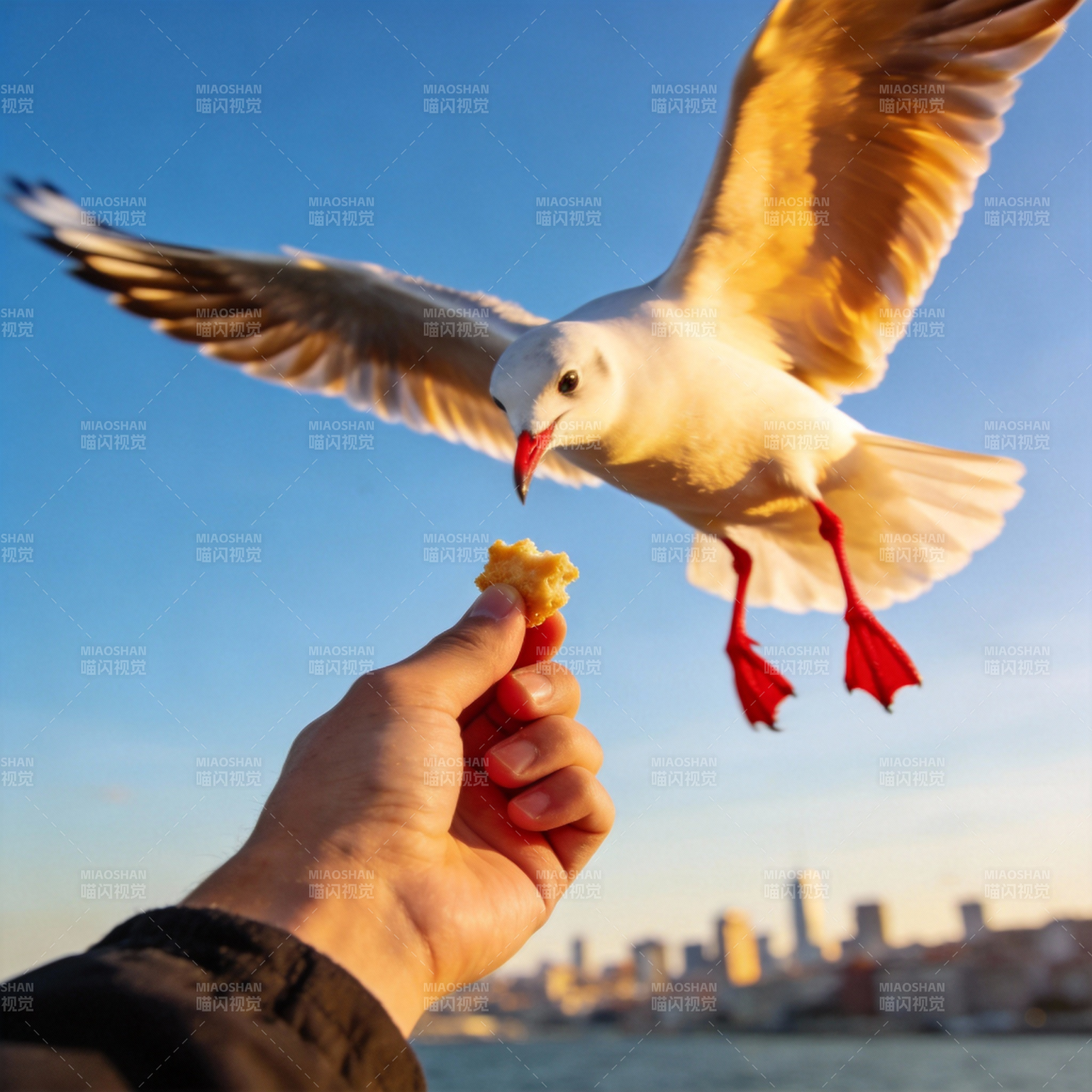 海鸥啄食面包图片