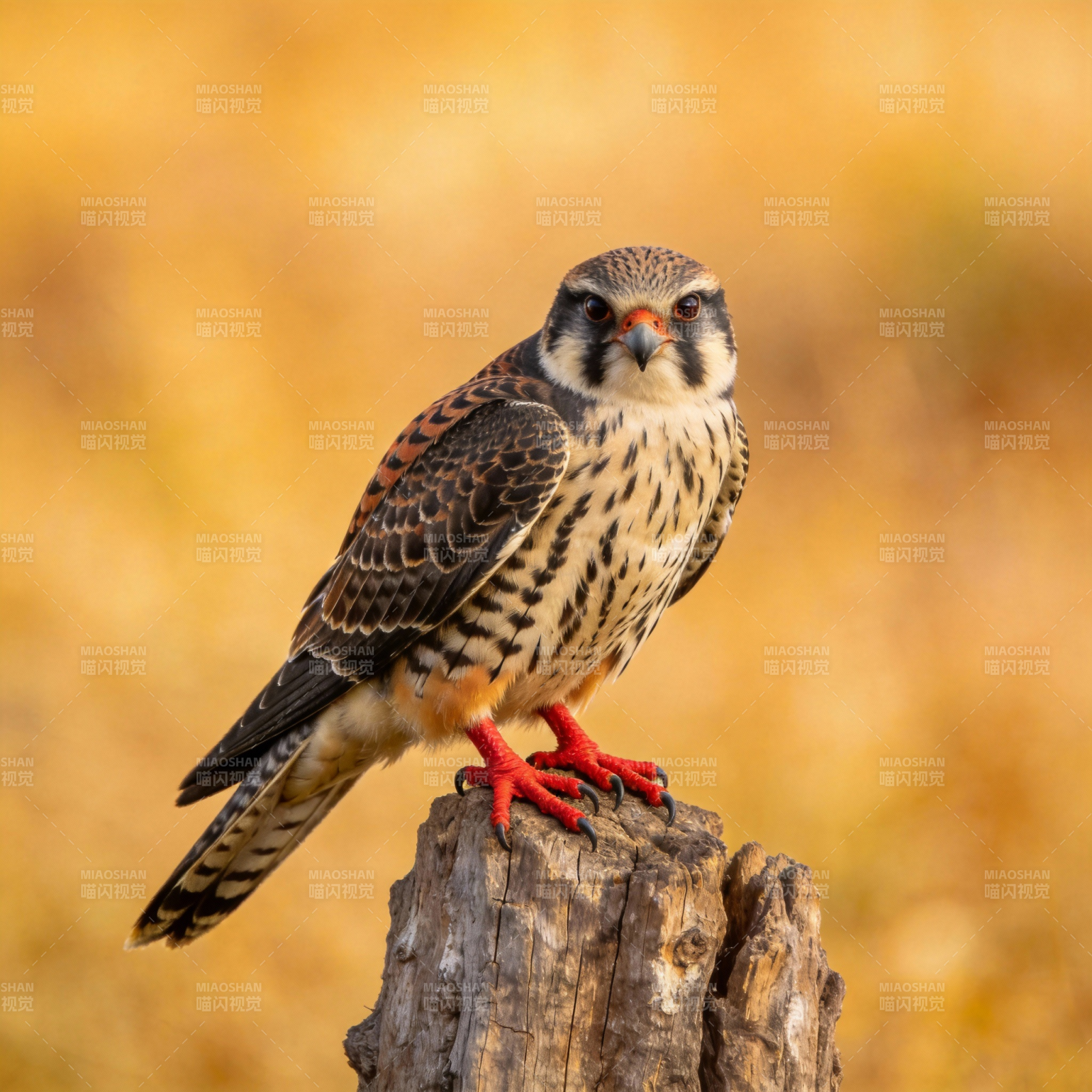 猛禽栖木 目光如炬图片